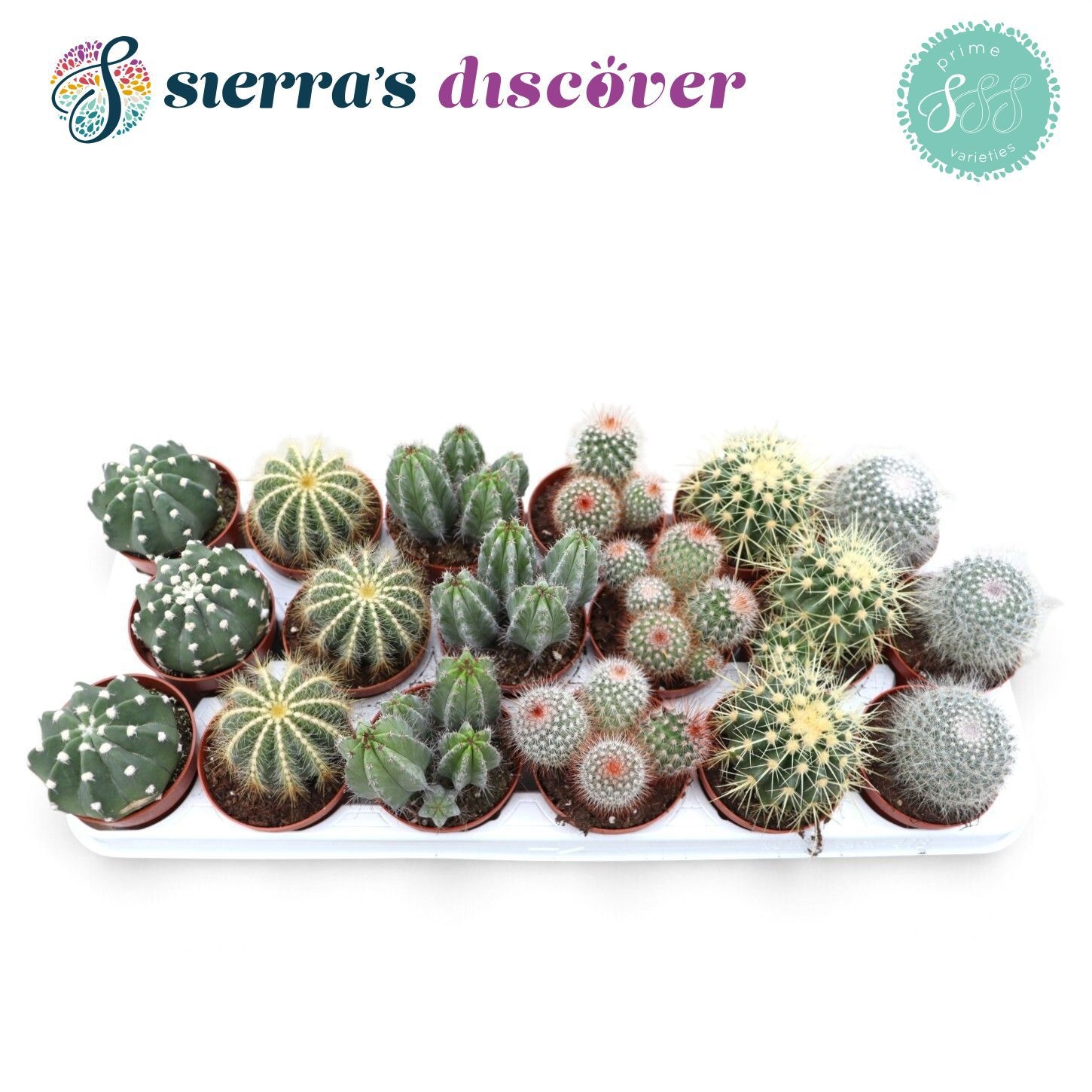 Cactus Gemengd 508Ø 15cm