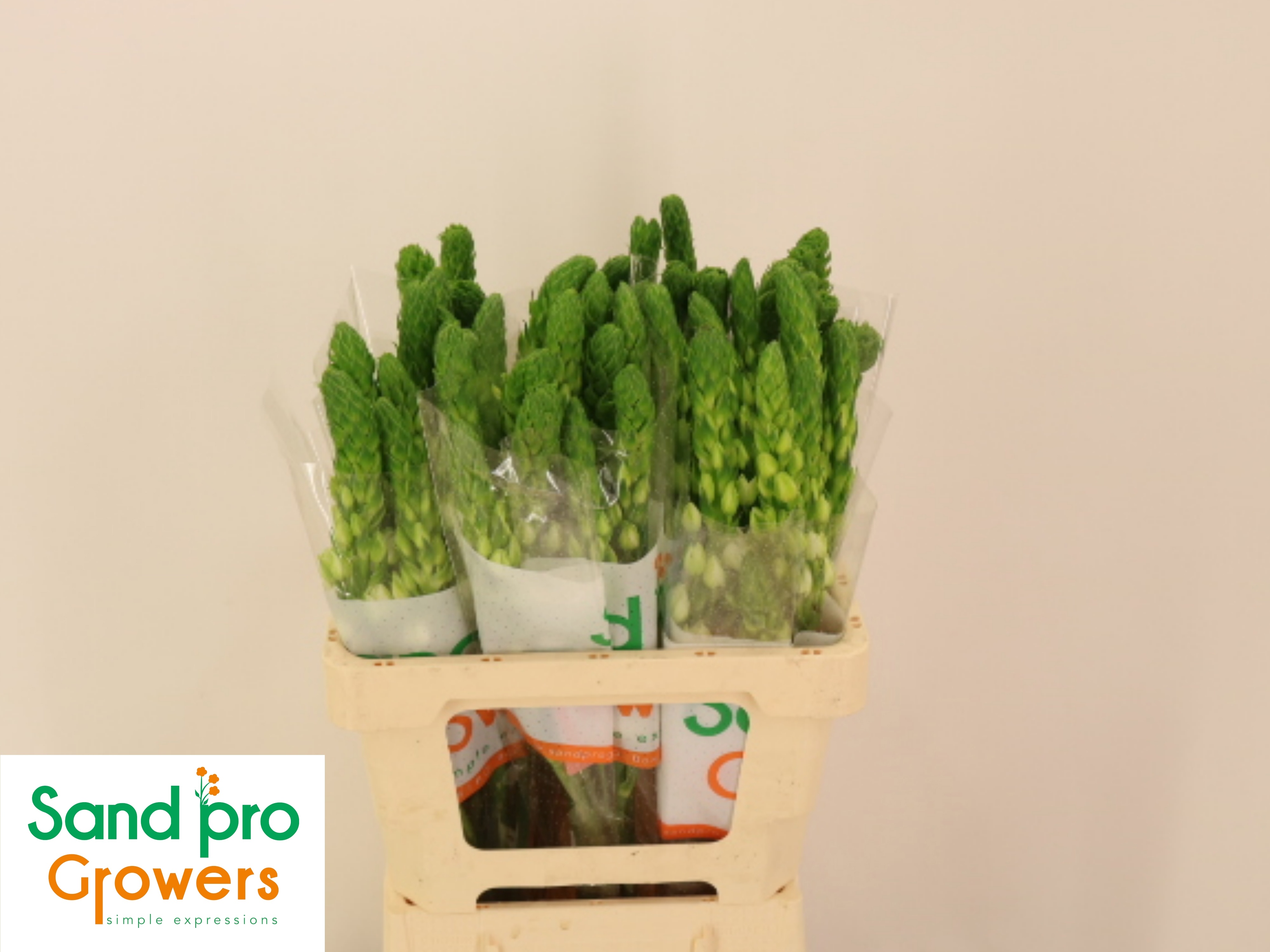 Ornithogalum Milky Way 60cm