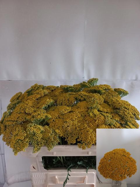 Achillea Parker Variety 60cm