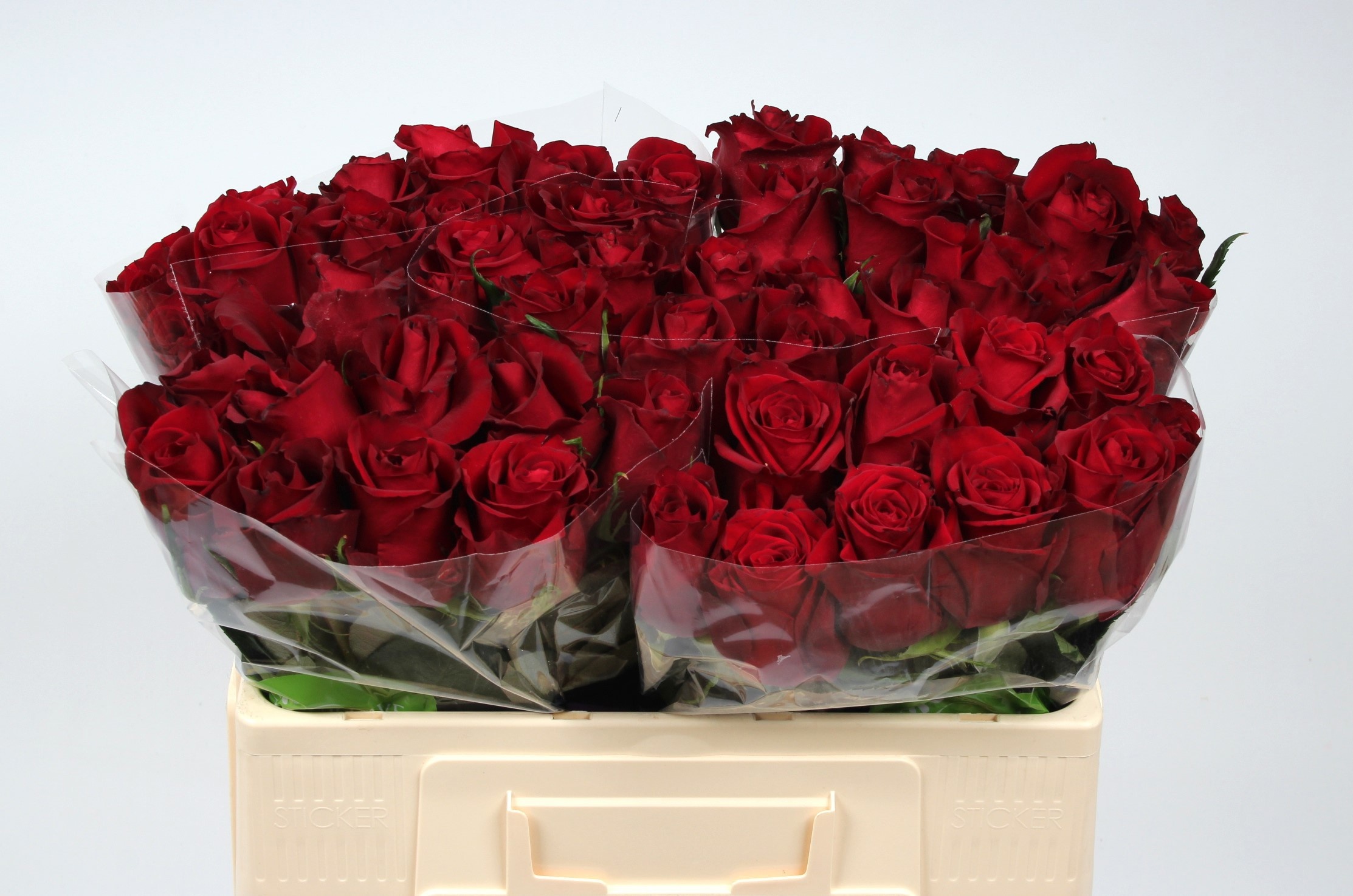 Rosa Ever Red 50cm