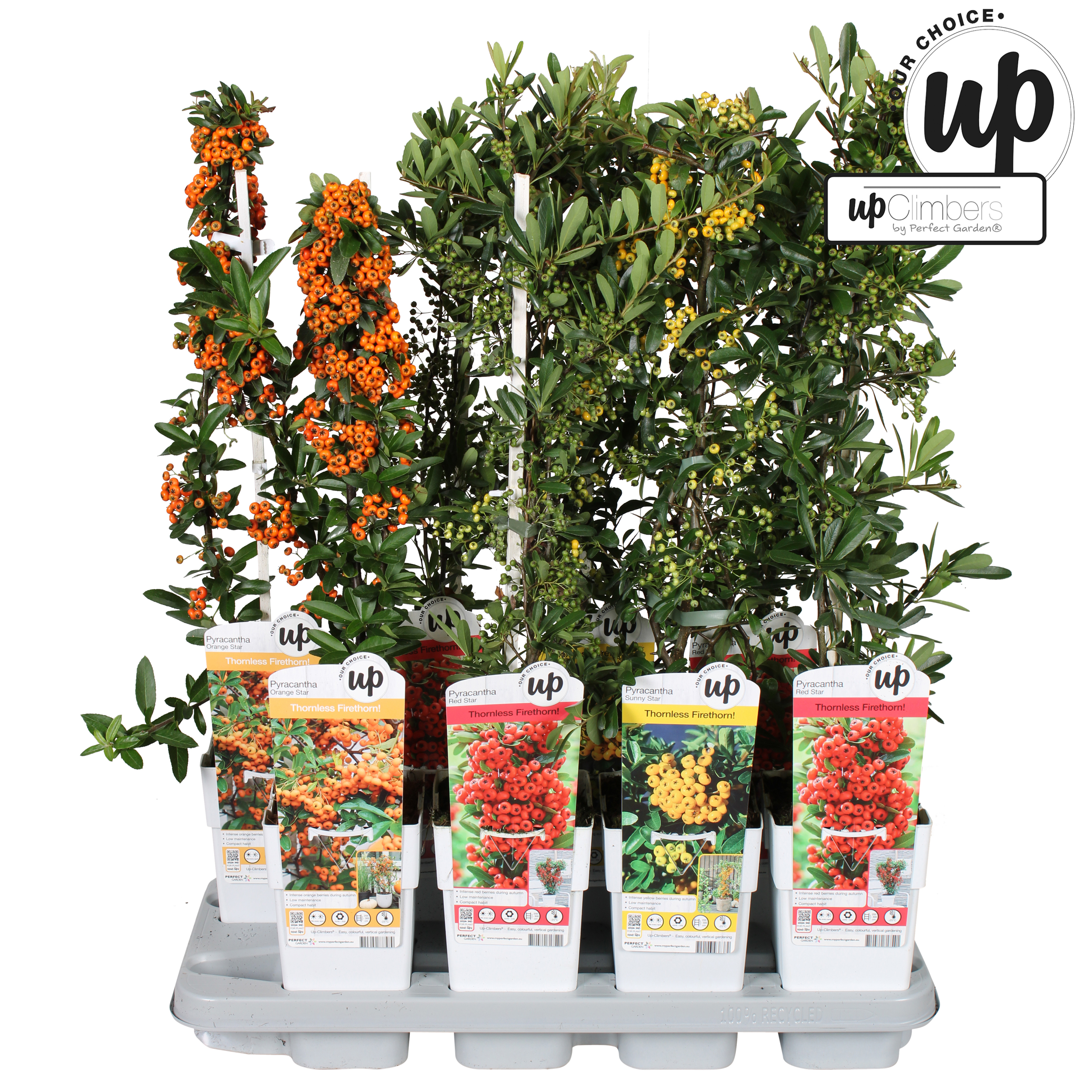 Picture of Pyracantha Our Choice mix tray P15