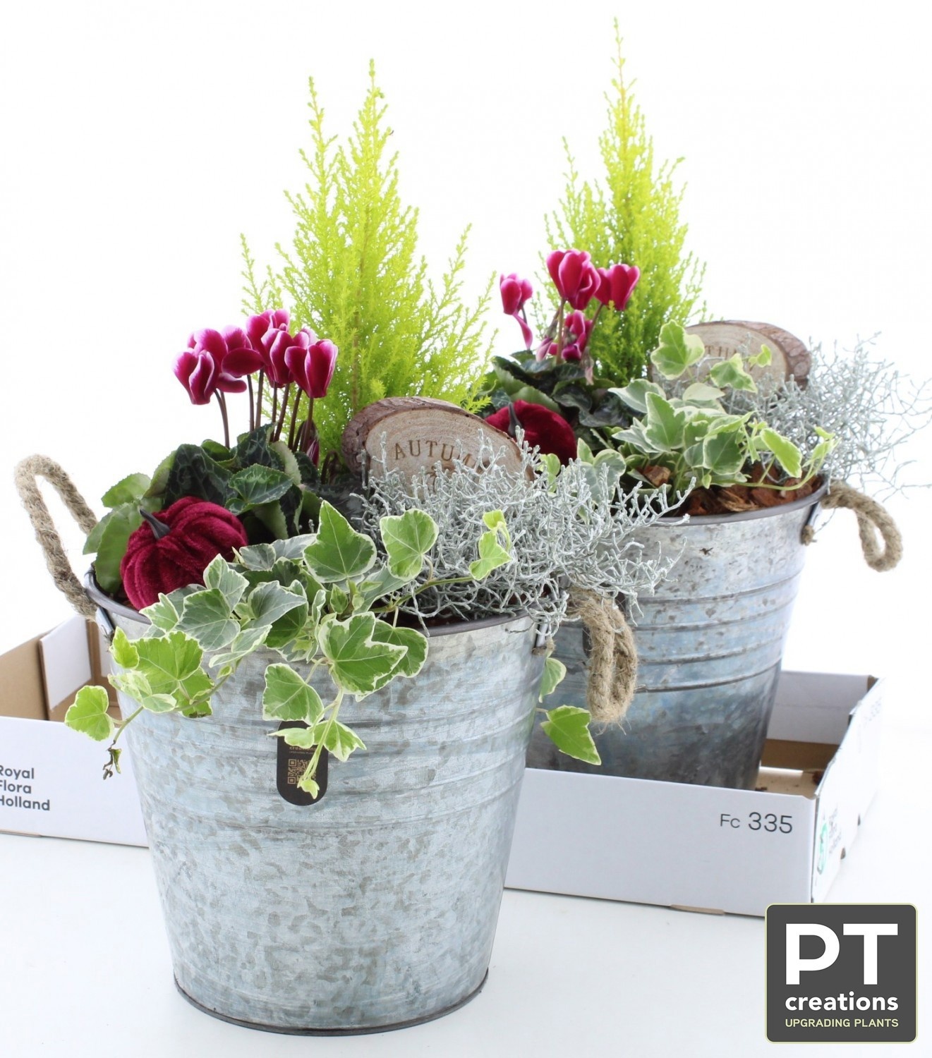 Arr Tuinplanten H% 24P 52cm 22bloei