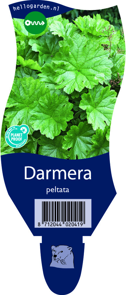 Darmera peltata