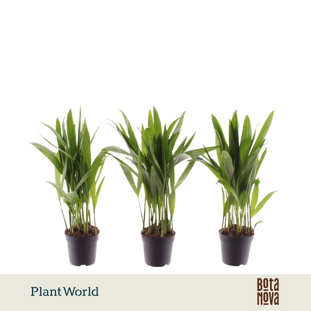 Dypsis Lutescens areca