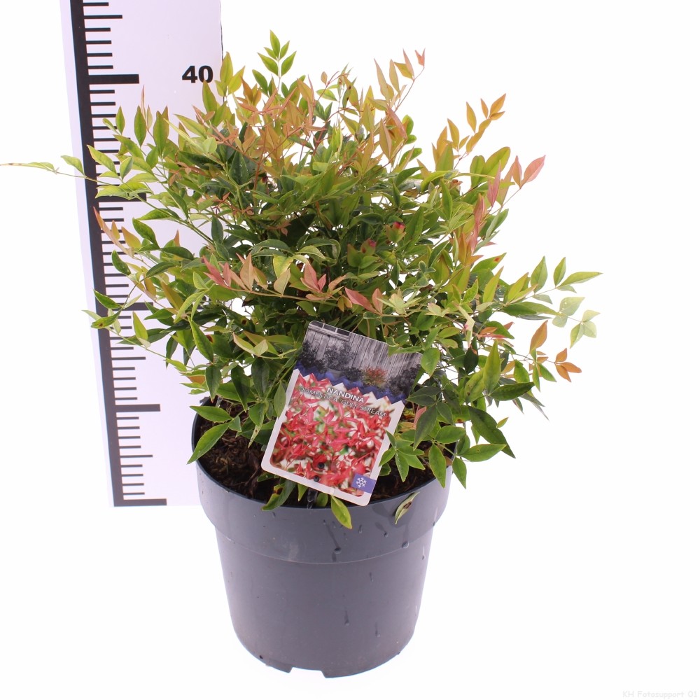 Picture of Nandina domestica Gulfstream P21 (4 Ltr) (LOOSE)