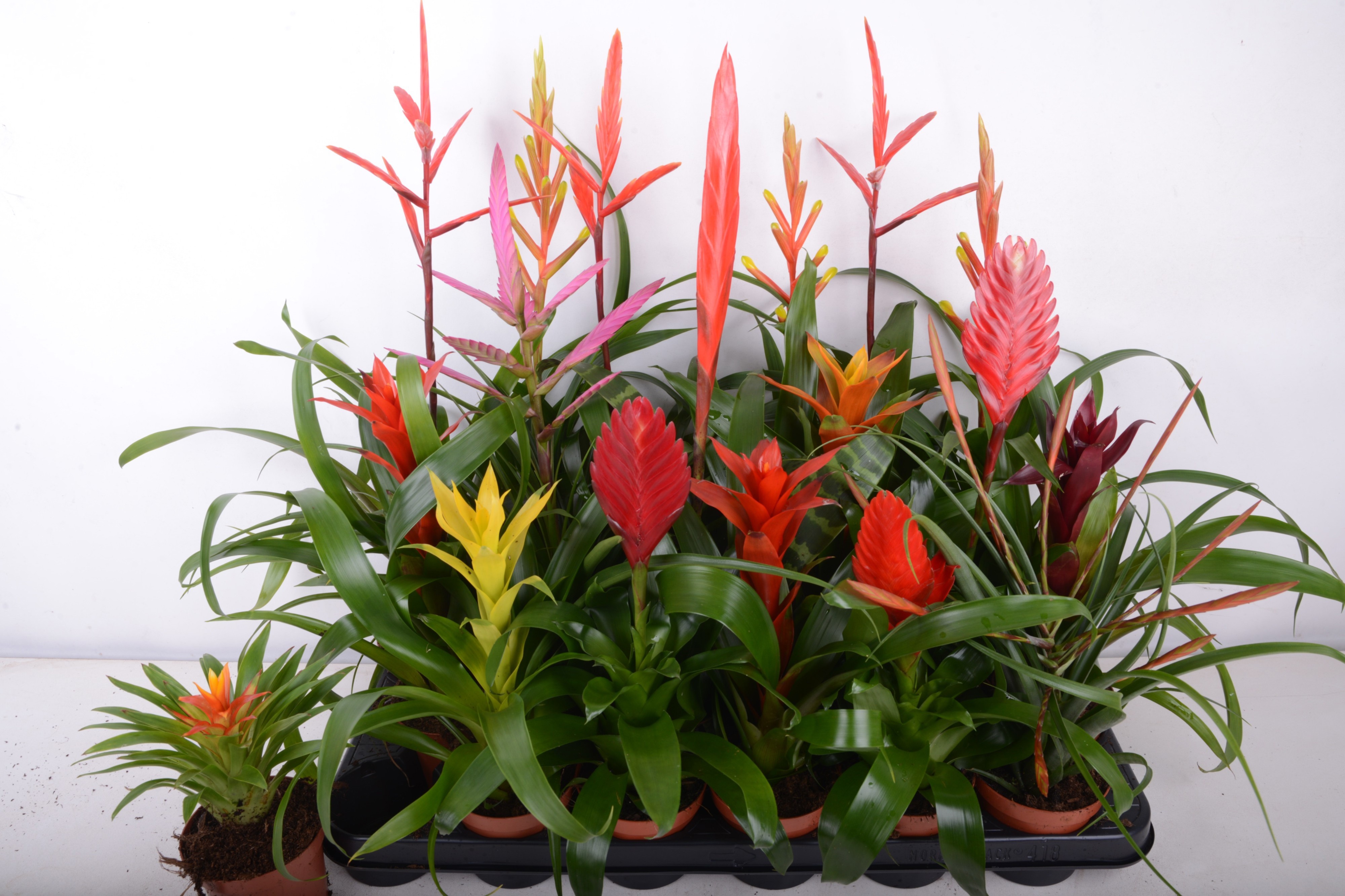 Bromelia Gem 15 Srt 9Ø 15cm