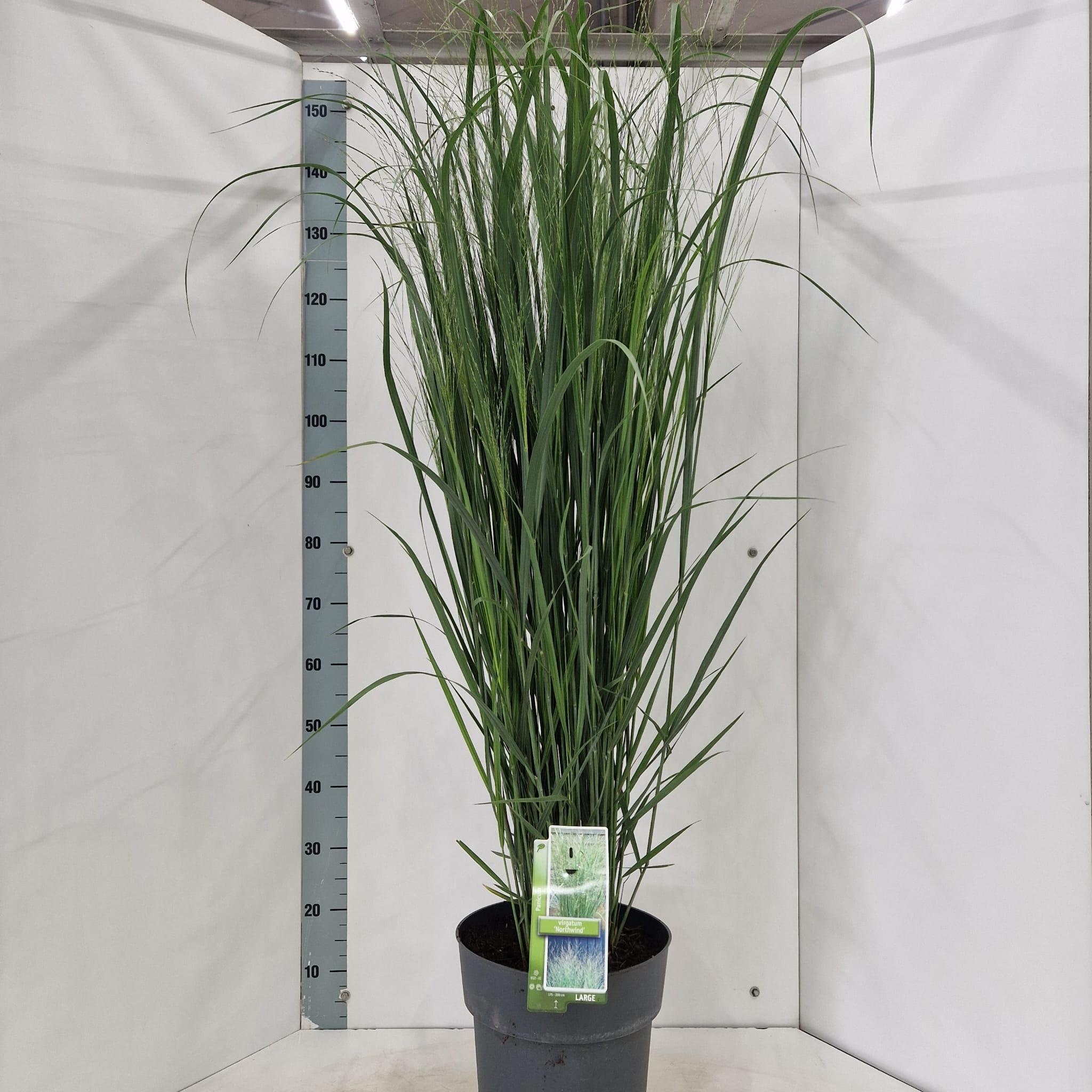 Panicum virgatum 'Northwind'