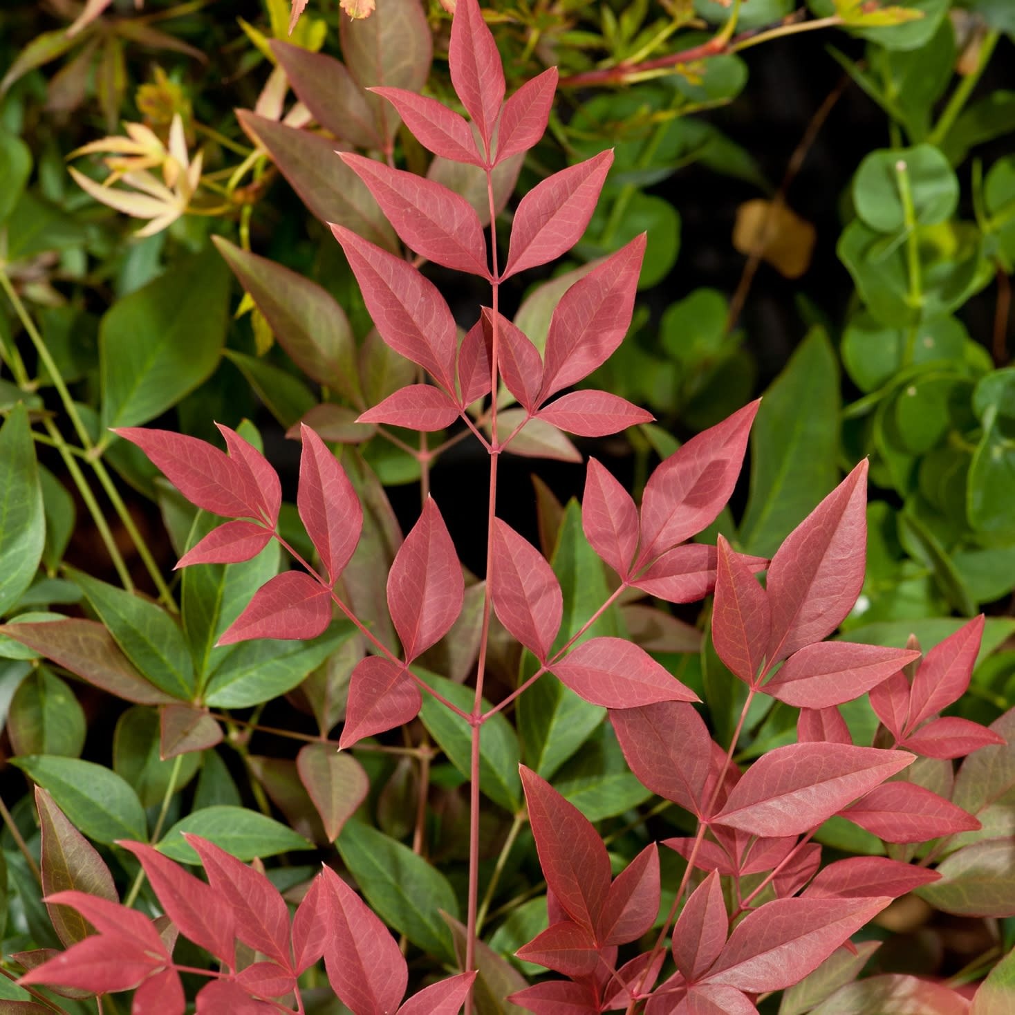 Picture of Nandina domestica Obsessed ('Seika'PBR)