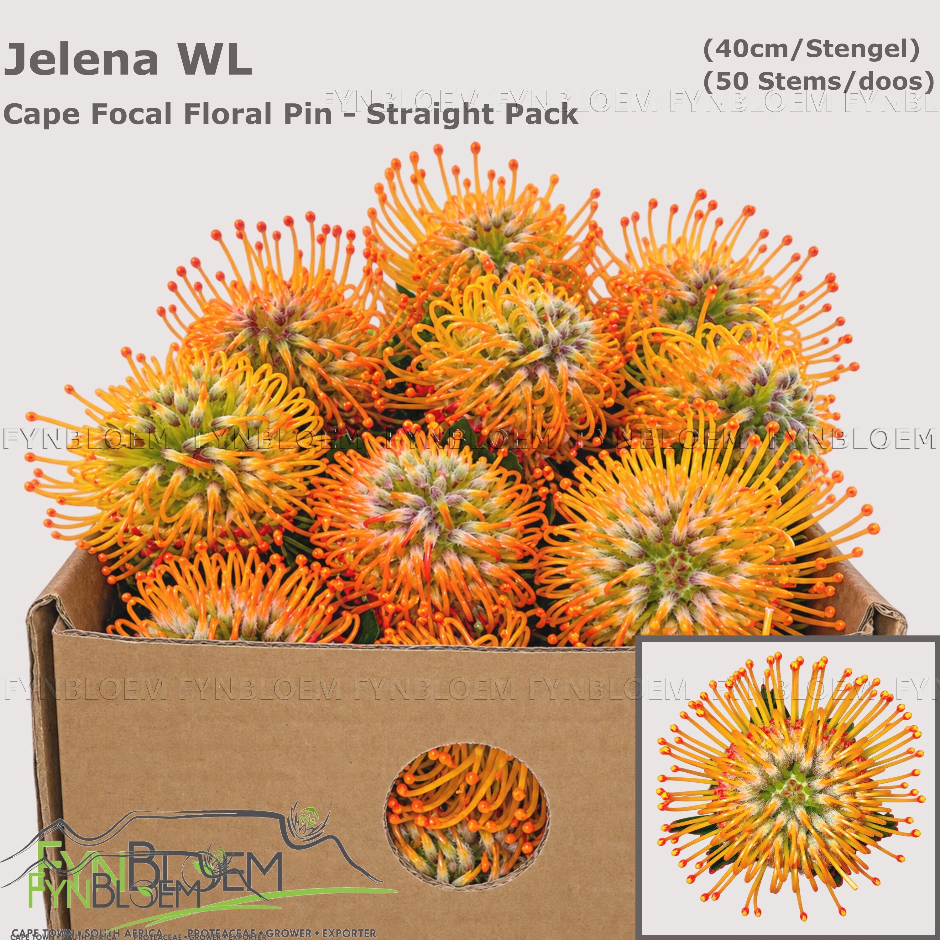 Leuco Jelena