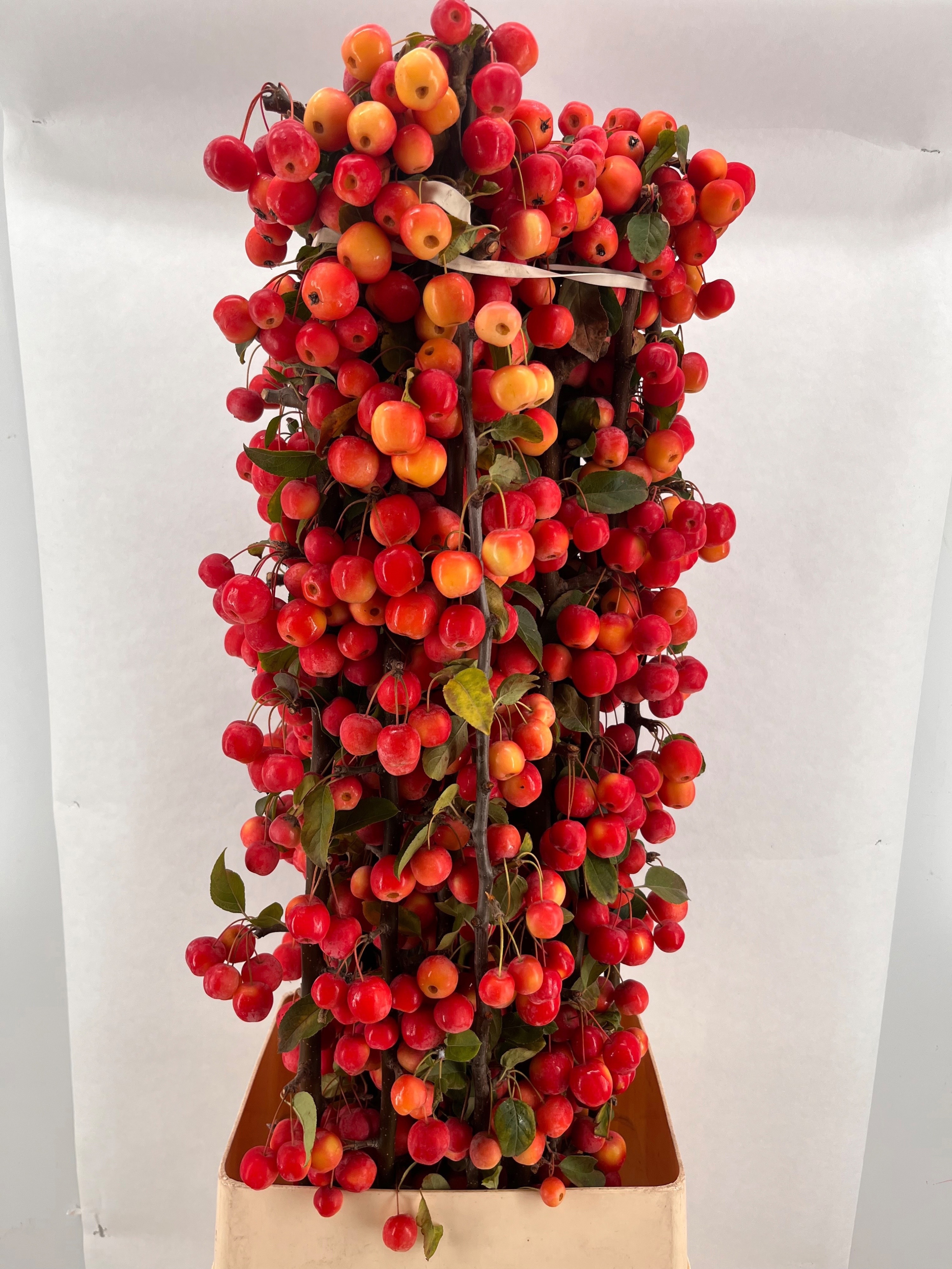 Malus Per Stem 120cm