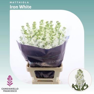Matthiola Iron White 70cm