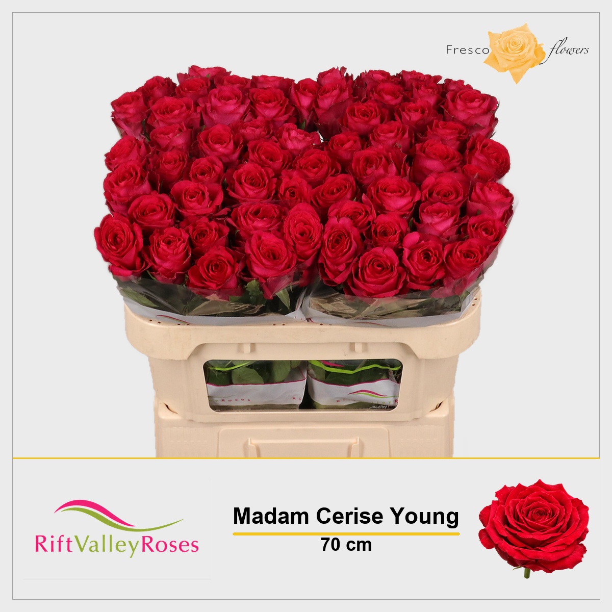 Rosa Madam Cerise 70cm