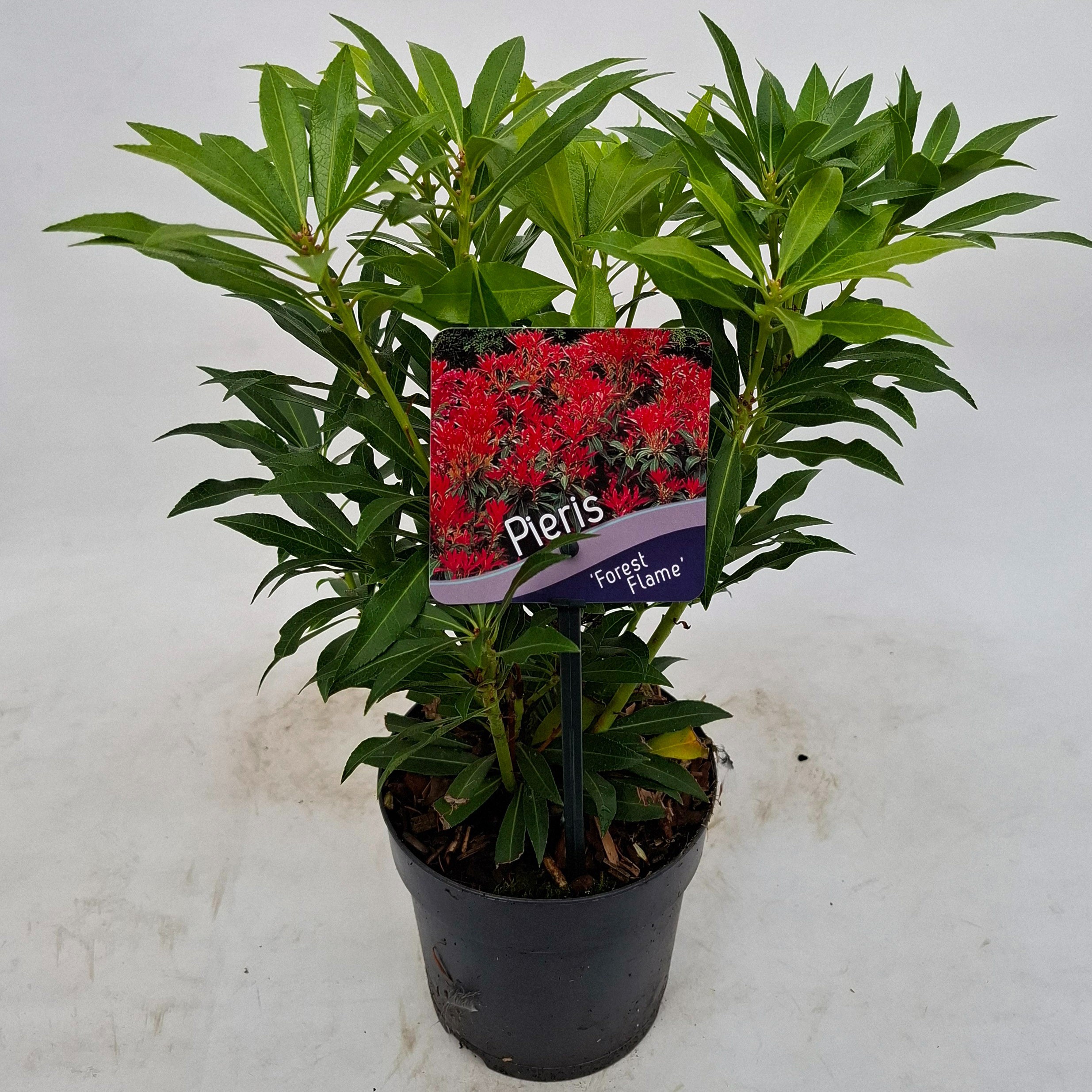 Picture of Pieris 'Forest Flame'