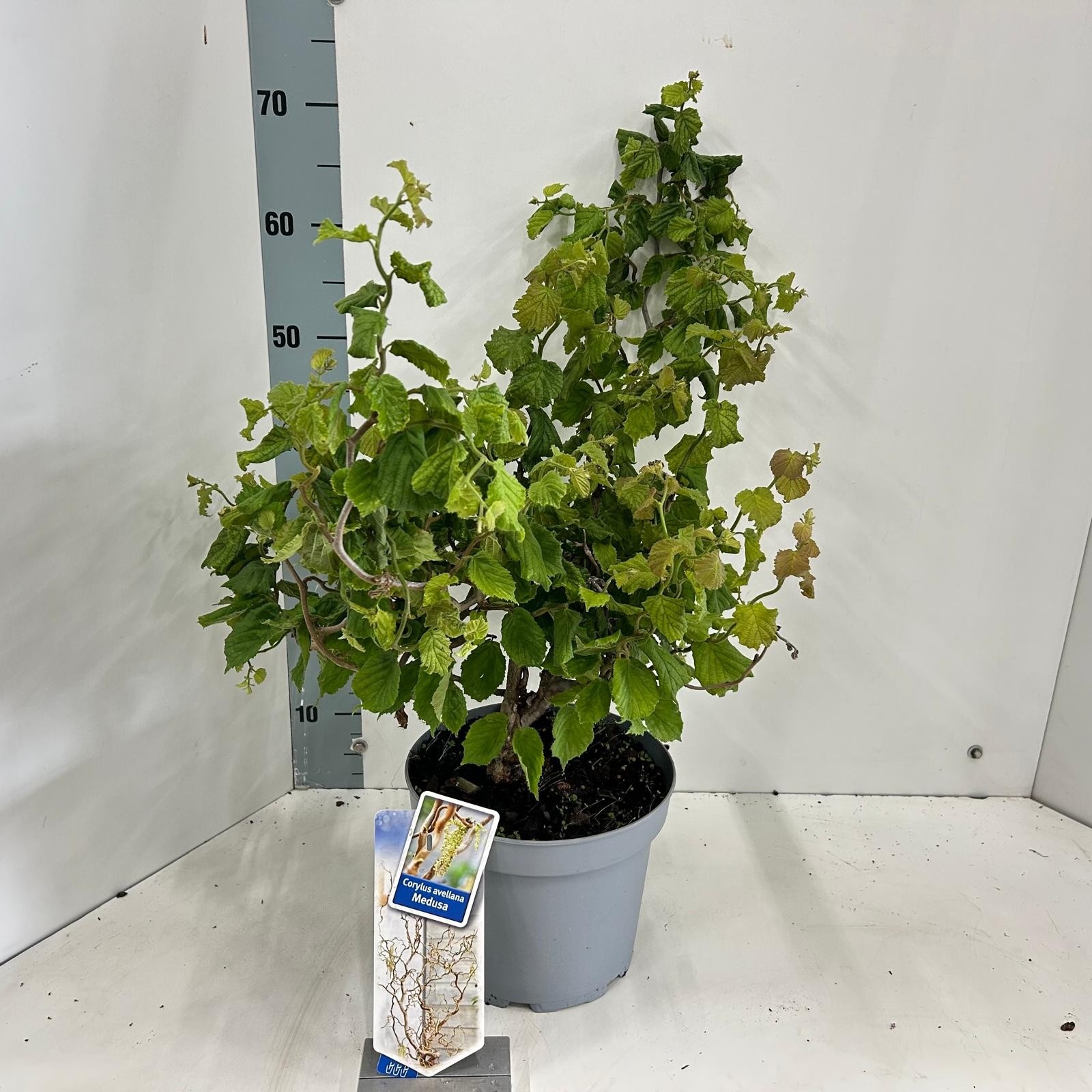 Picture of Corylus avellana Medusa ('JWW9' PBR)