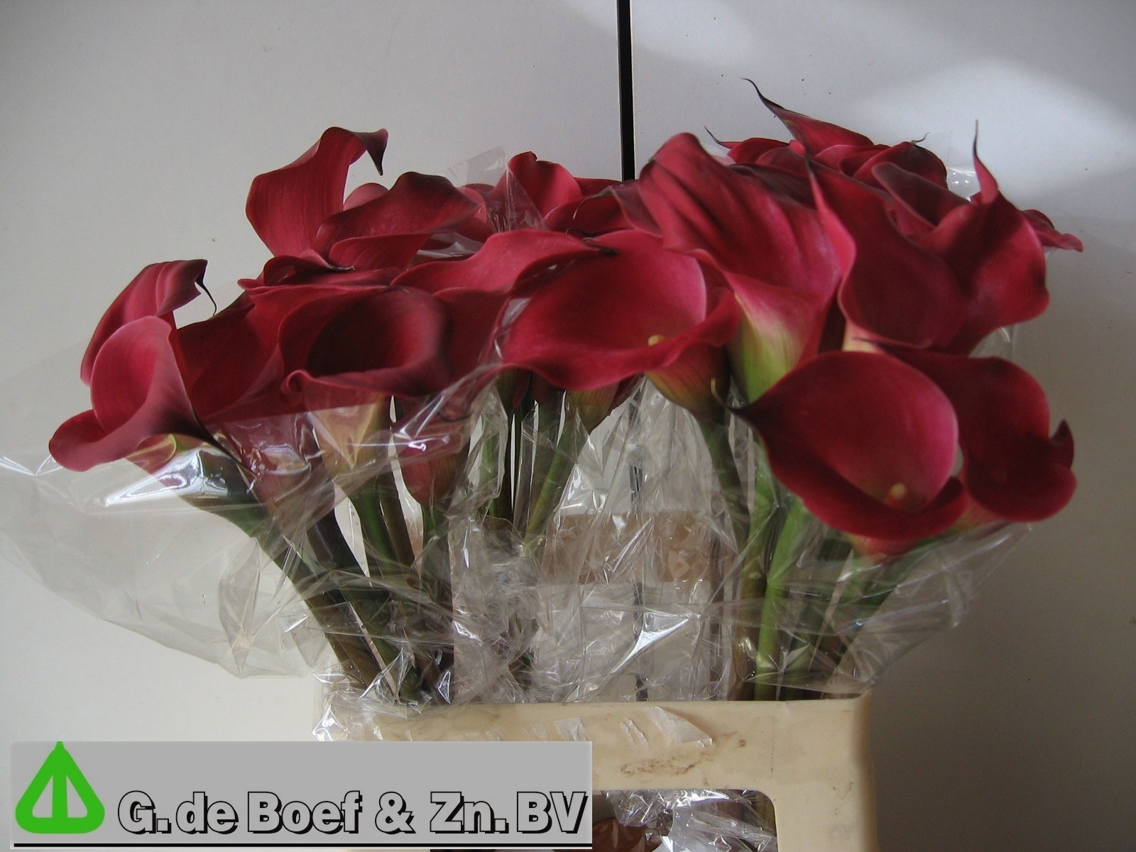Calla Nashville 60cm