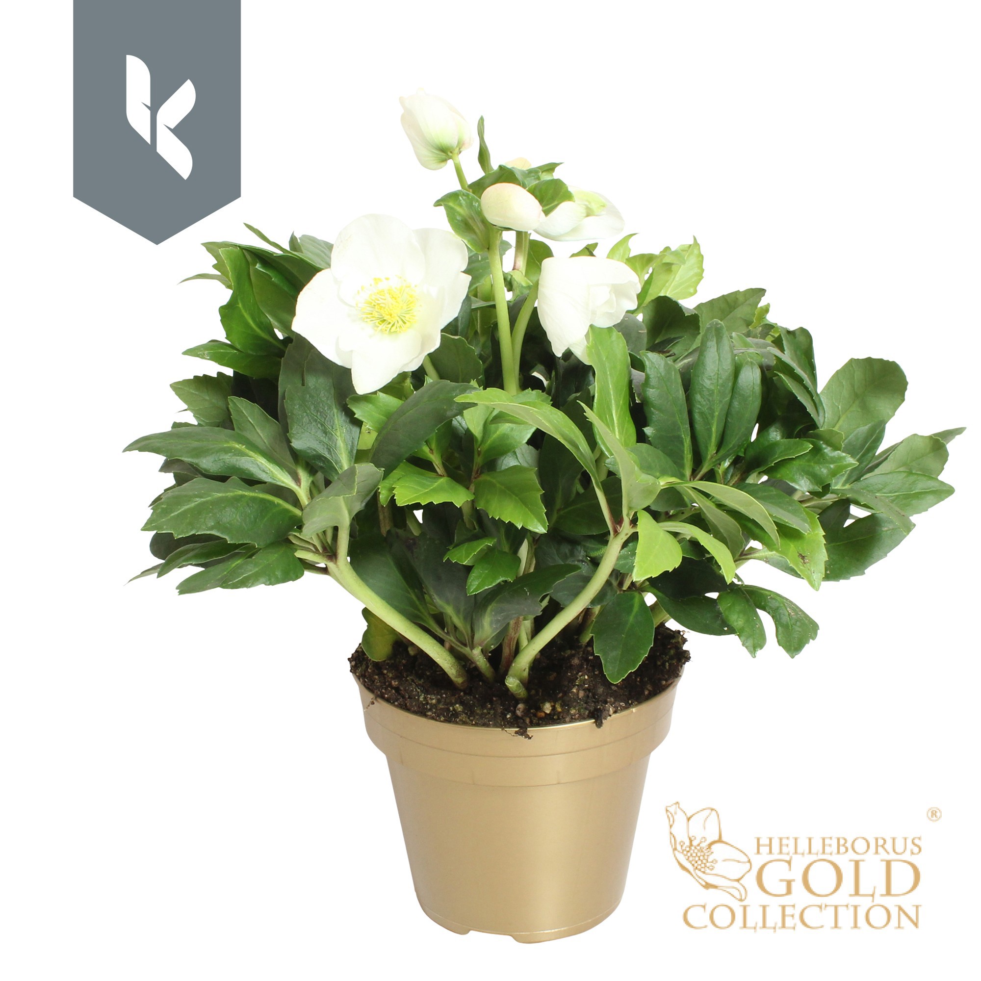 Helleborus HGC Helleborus Niger selectie in het goud