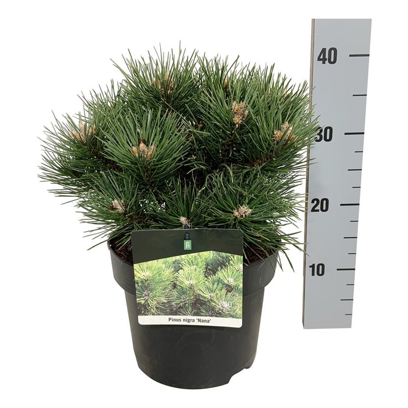 Picture of Pinus nigra 'Nana'