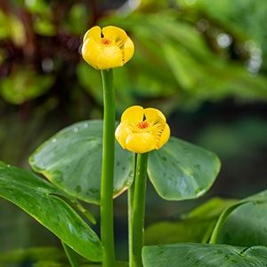 Nuphar lutea mand moederplant