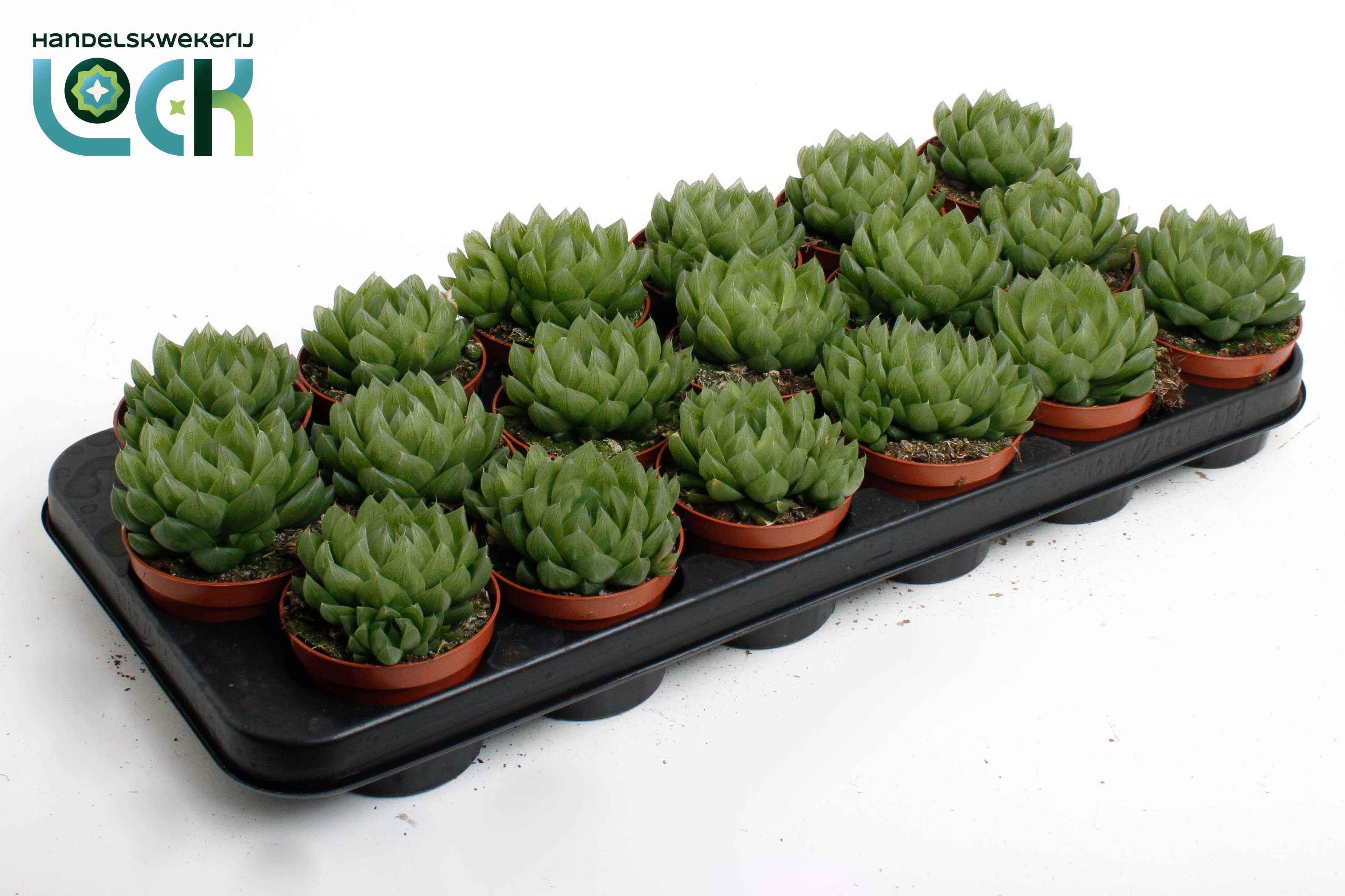Haworthia 508Ø 10cm