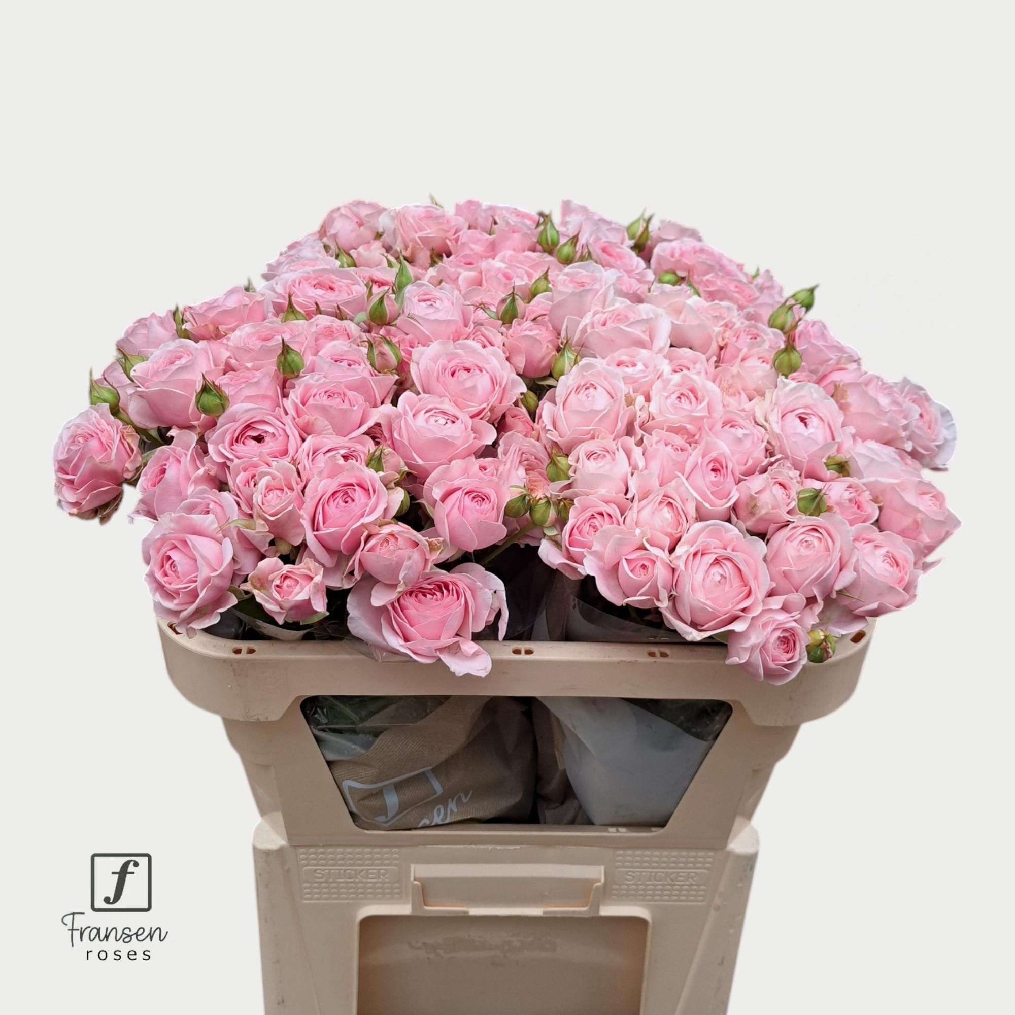 Rosa Spray Rosa Loves Me With Fatal Attraction 70cm 4+