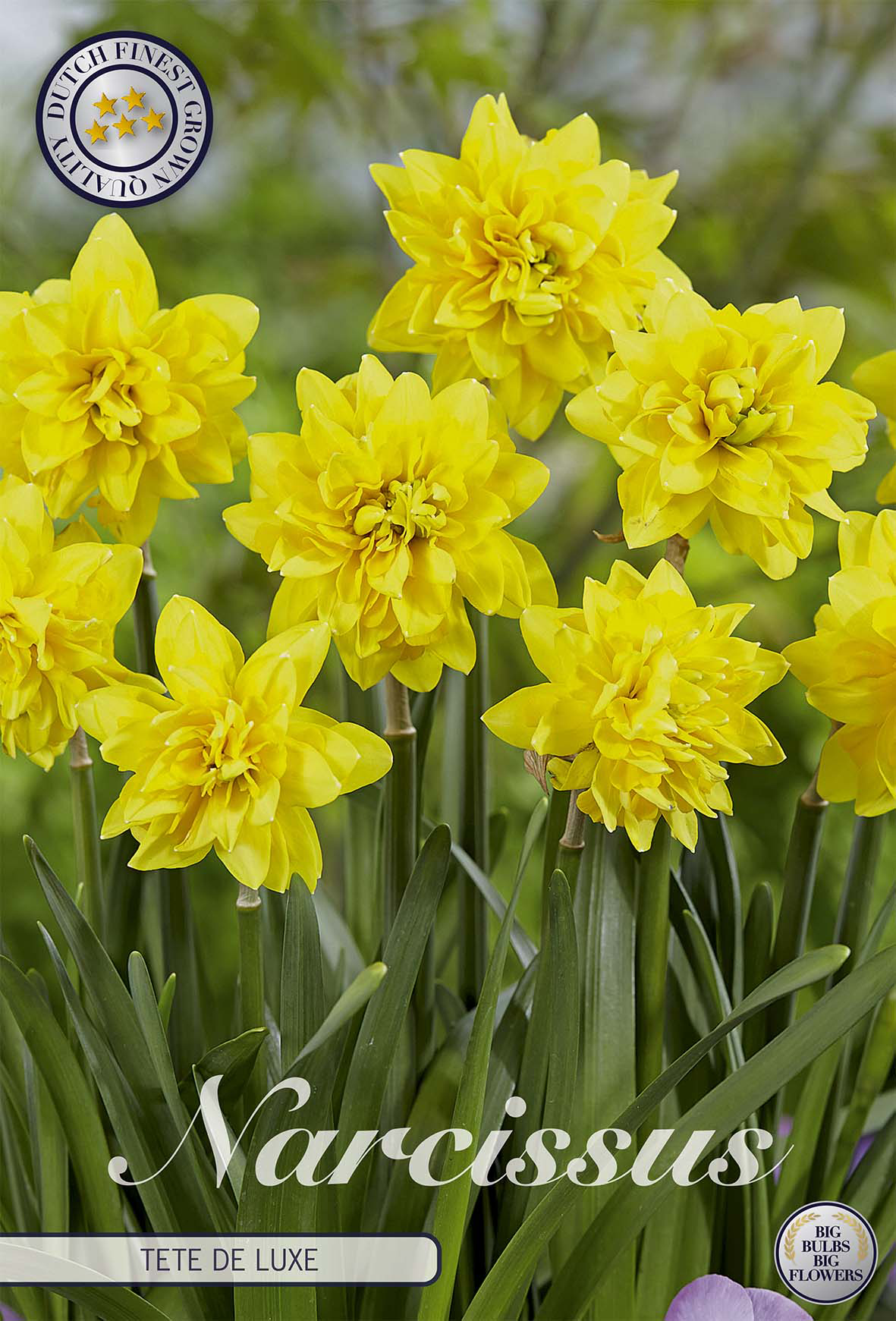 Narcissus Cyclamineus Tete de Luxe x7