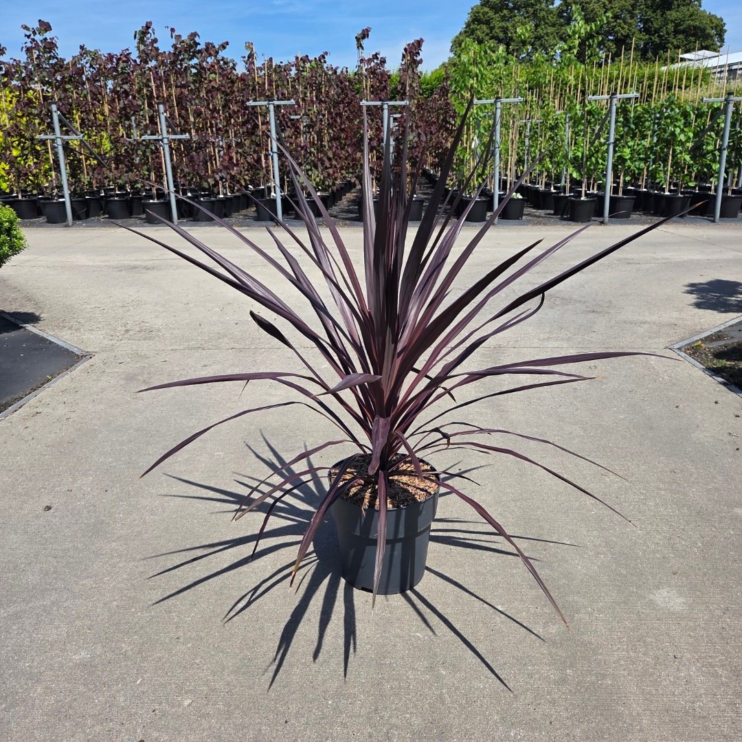 Cordyline australis Burgundy Spire ('Jel01')