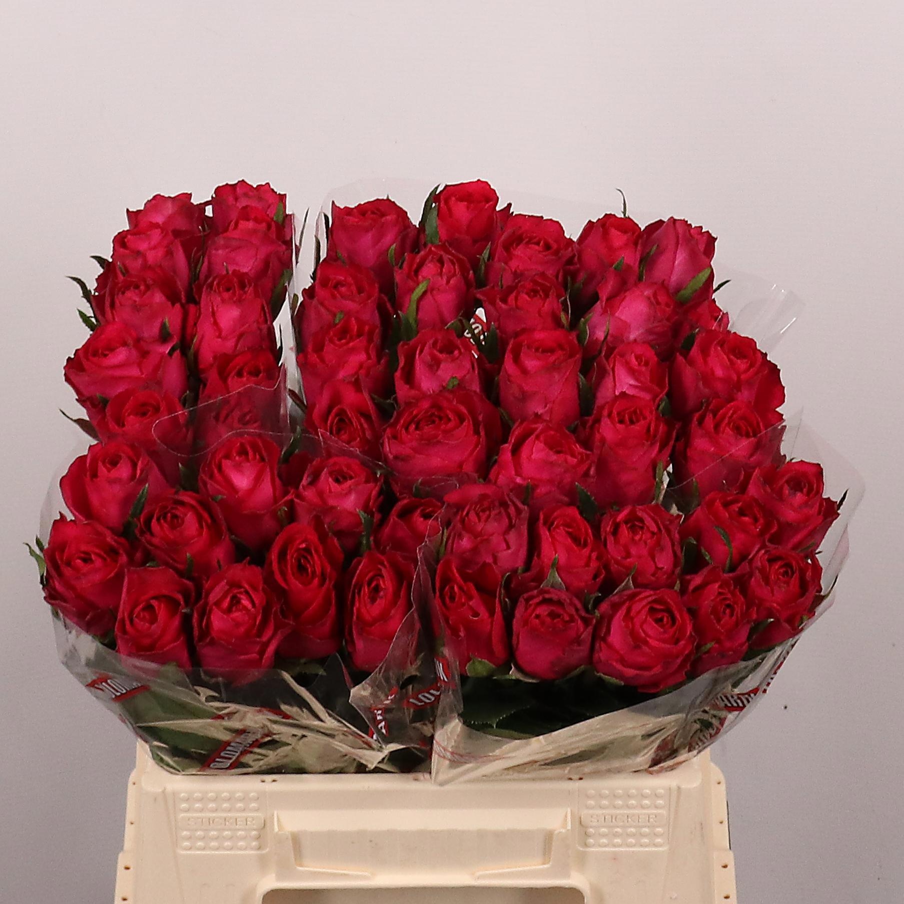 R Gr Madam Cerise