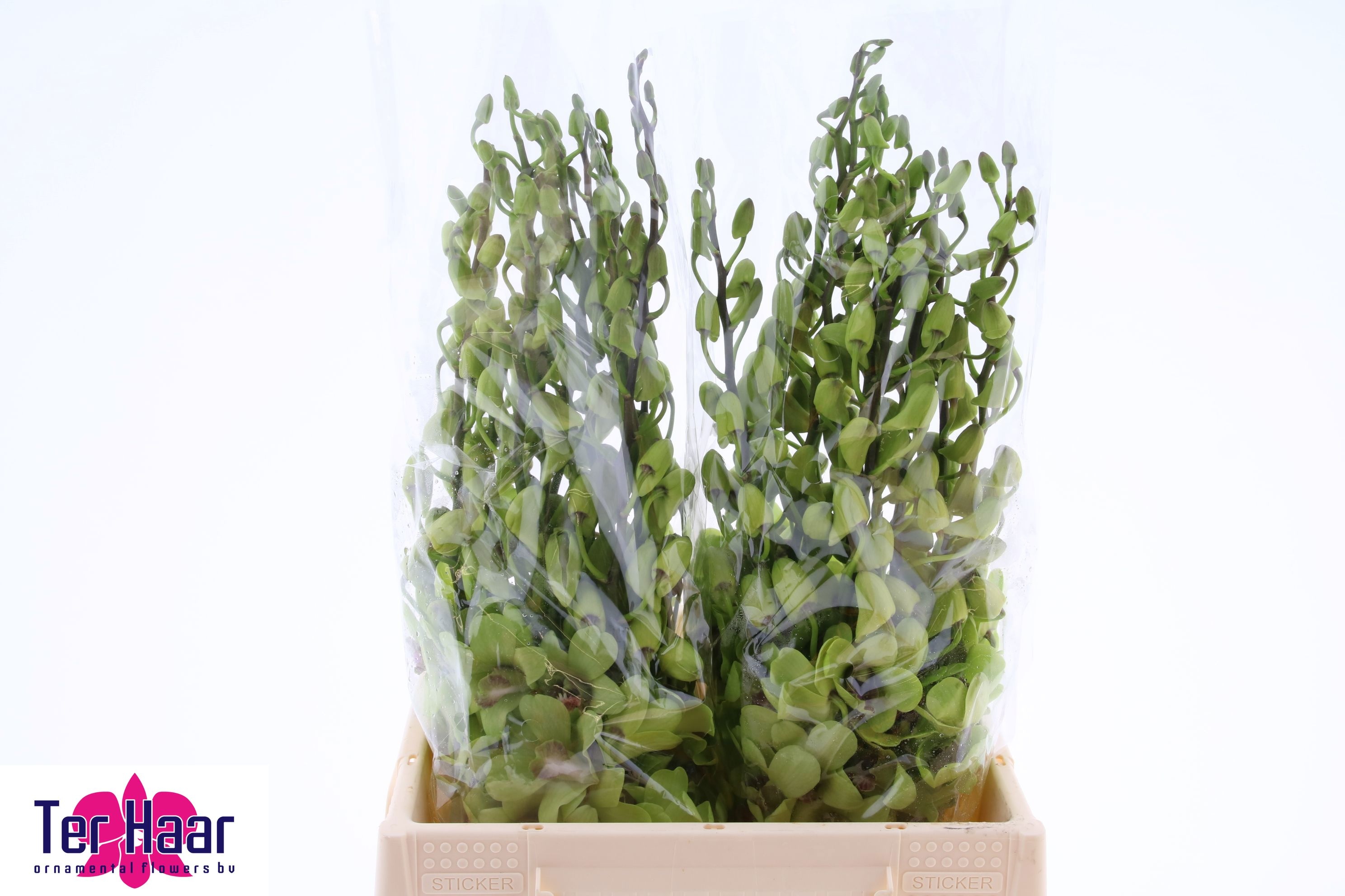 Dendrobium Boon Rana Jade 45cm