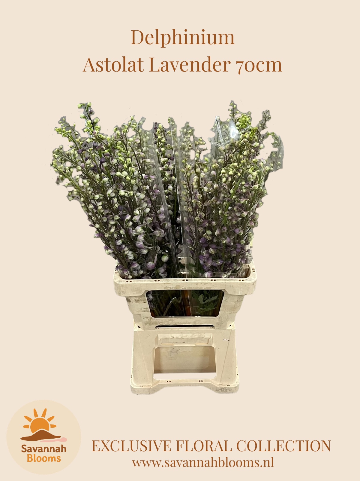 Delphinium Magic Fount La 70cm