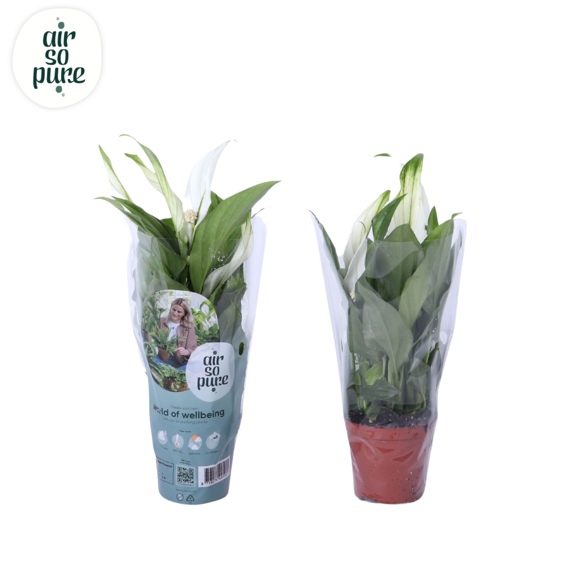 Spathiphyllum Air So Pure - Spathiphyllum Pearl Cupido