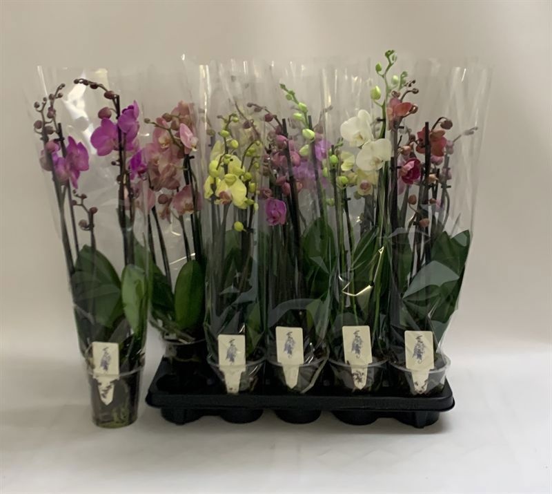 Phalaenopsis Asst 12Ø 60cm