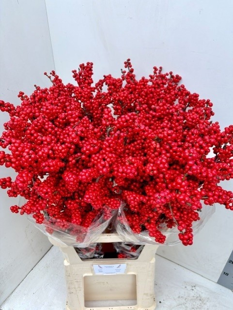Ilex Verticlilata 100cm