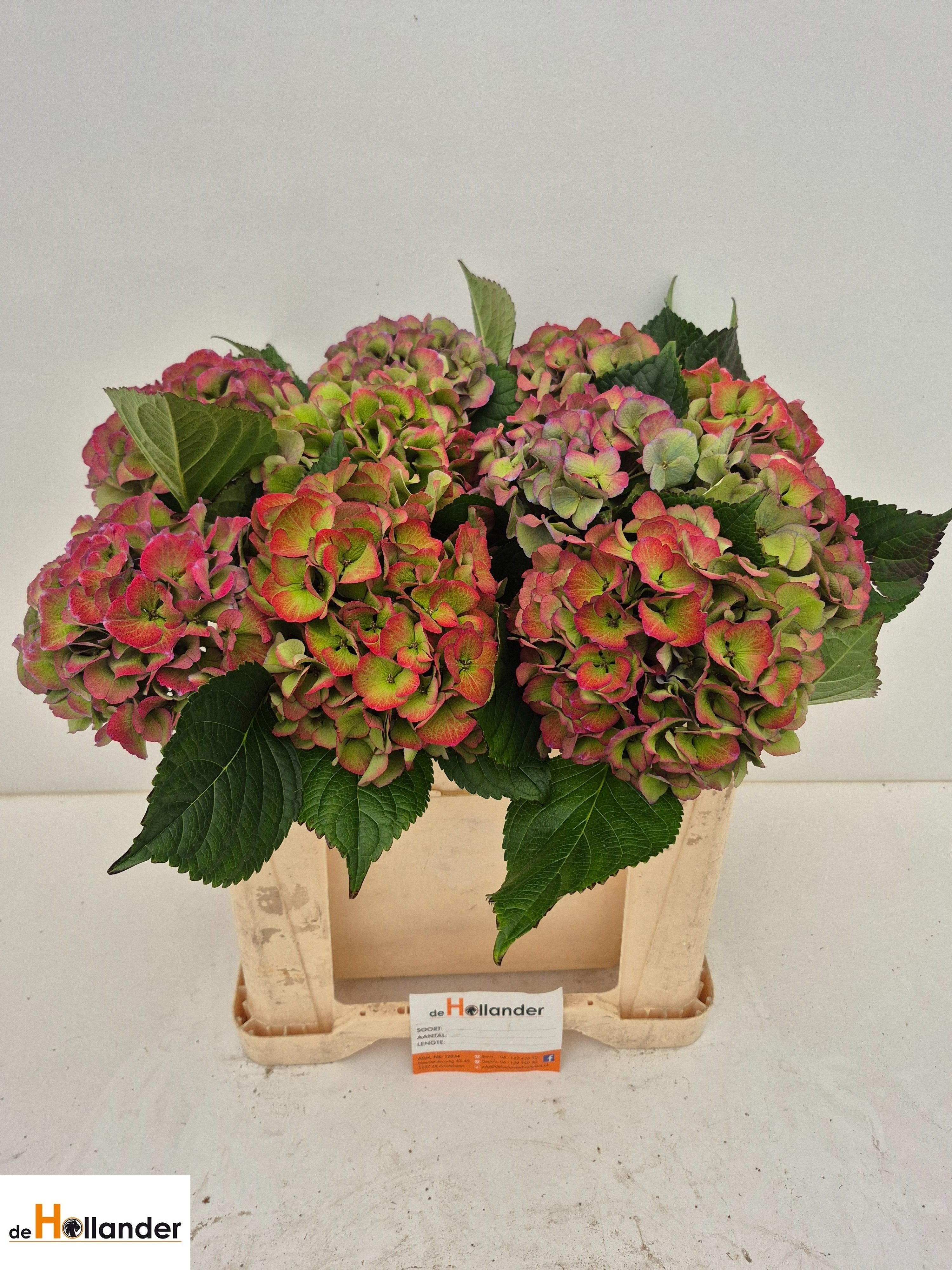 Hydrangea Royal Love Classic Blue 50cm 17Ø