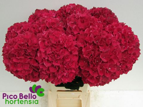 Hydrangea Ruby Red 60cm 19Ø