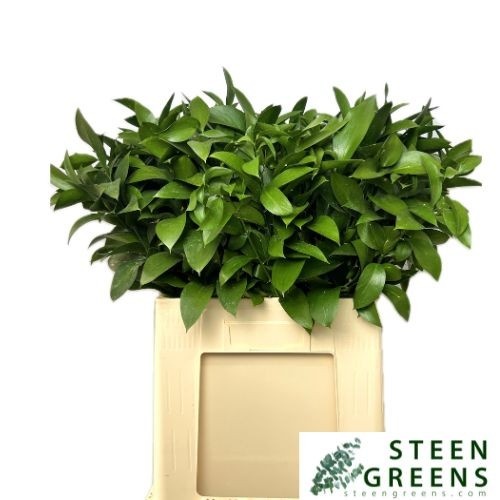 Ruscus Hypophyllum 60L.cm