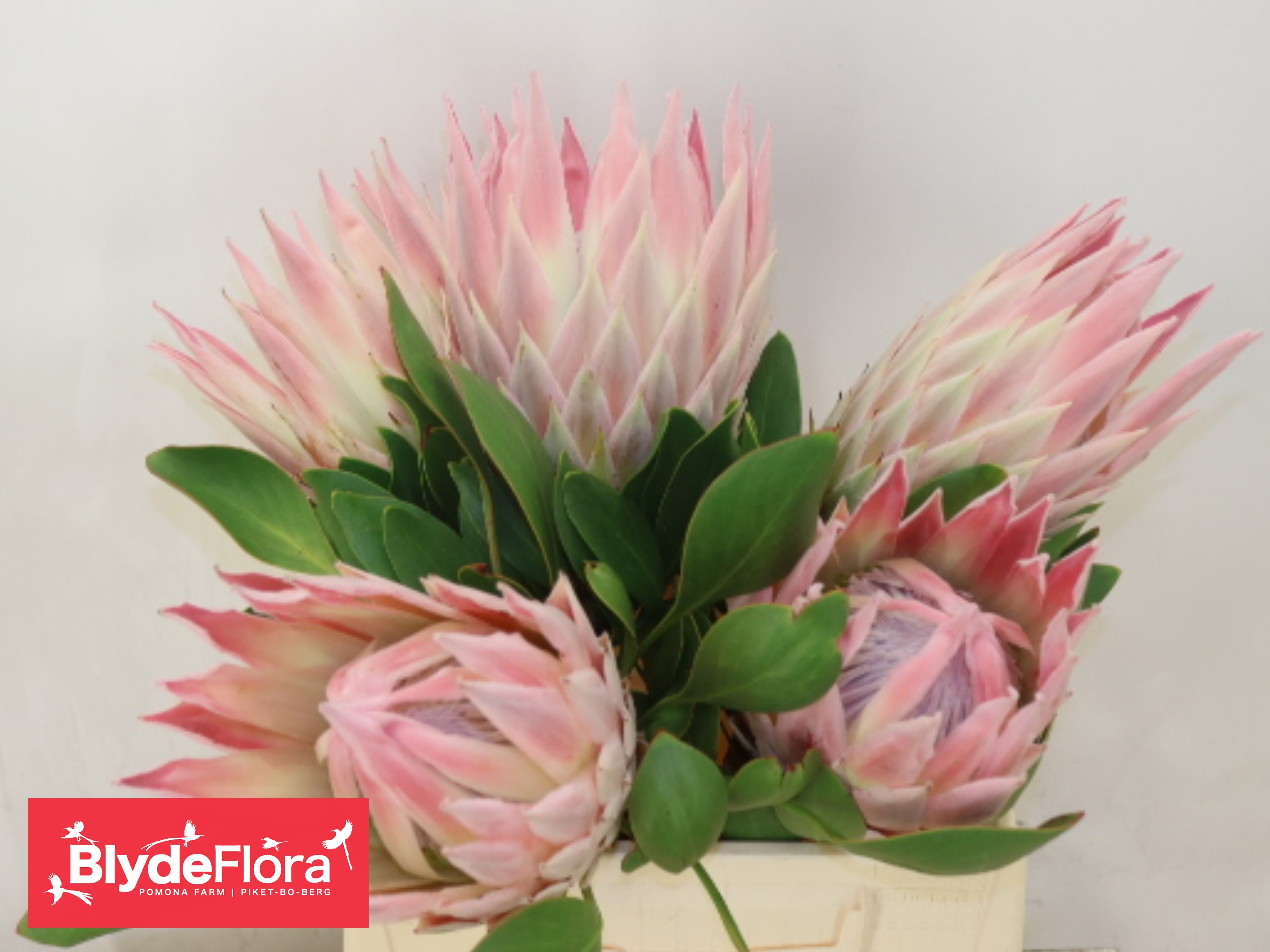 Protea Cy Sandra 40cm