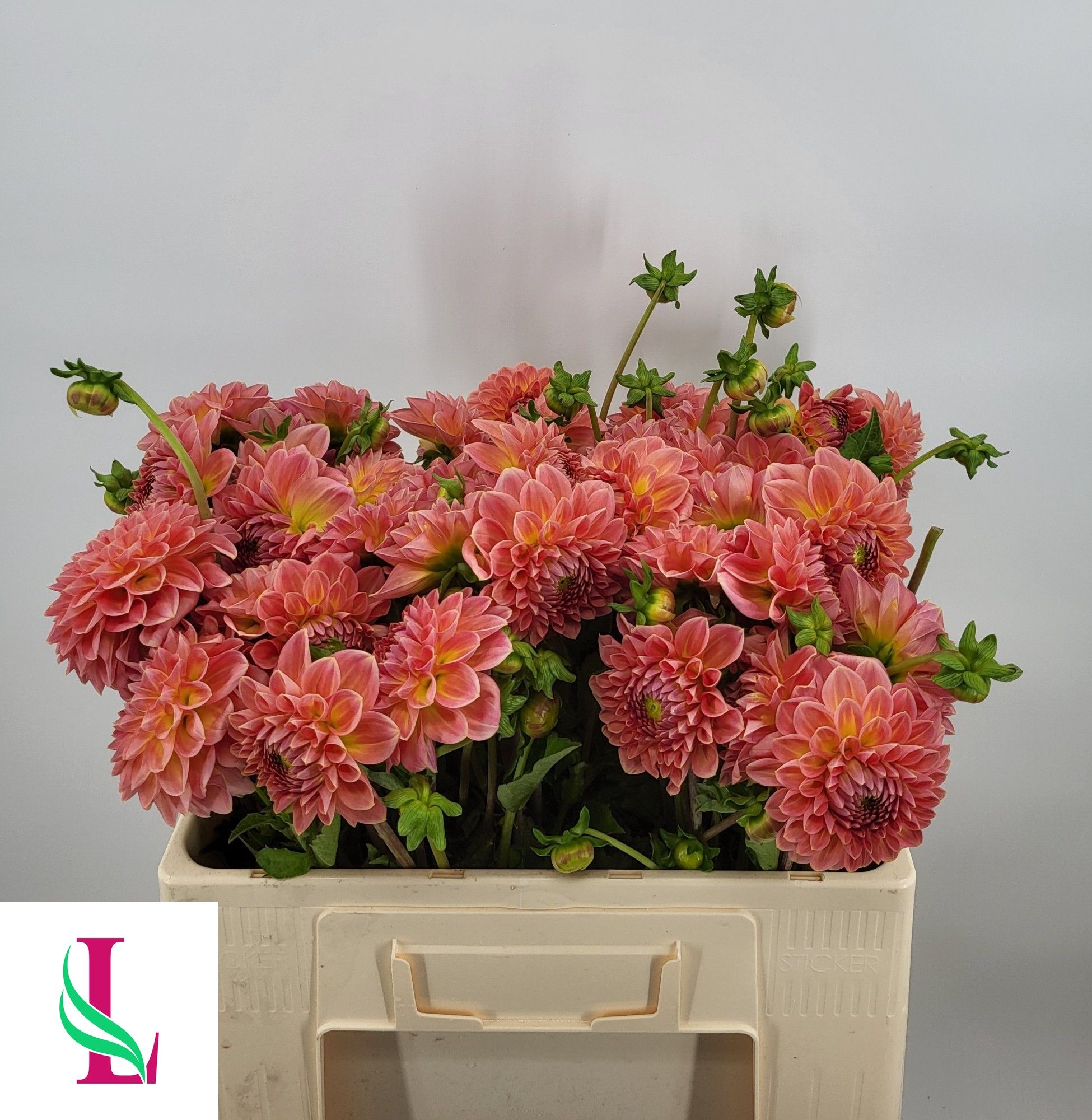 Dahl Hillc Suffusion 50cm