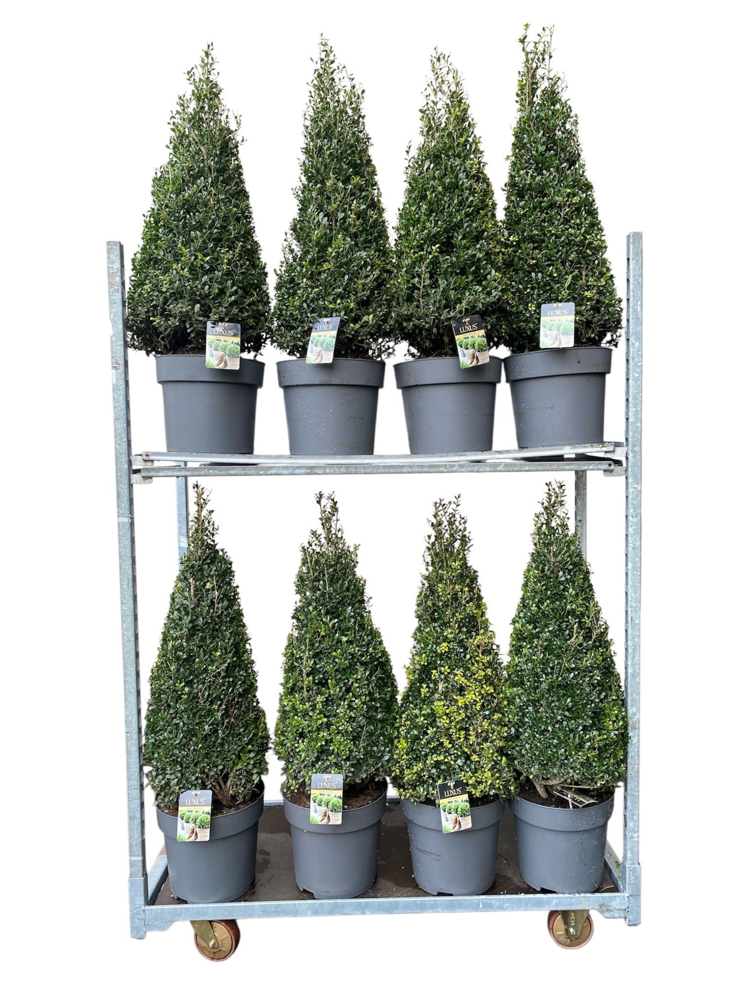 Ilex cr. Luxus® Pyramide / KAR