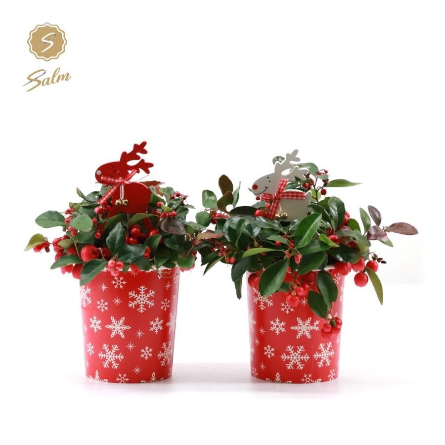 Gaultheria pr. 'Big Berry'® in Cup X-mas Deco + Reindeer
