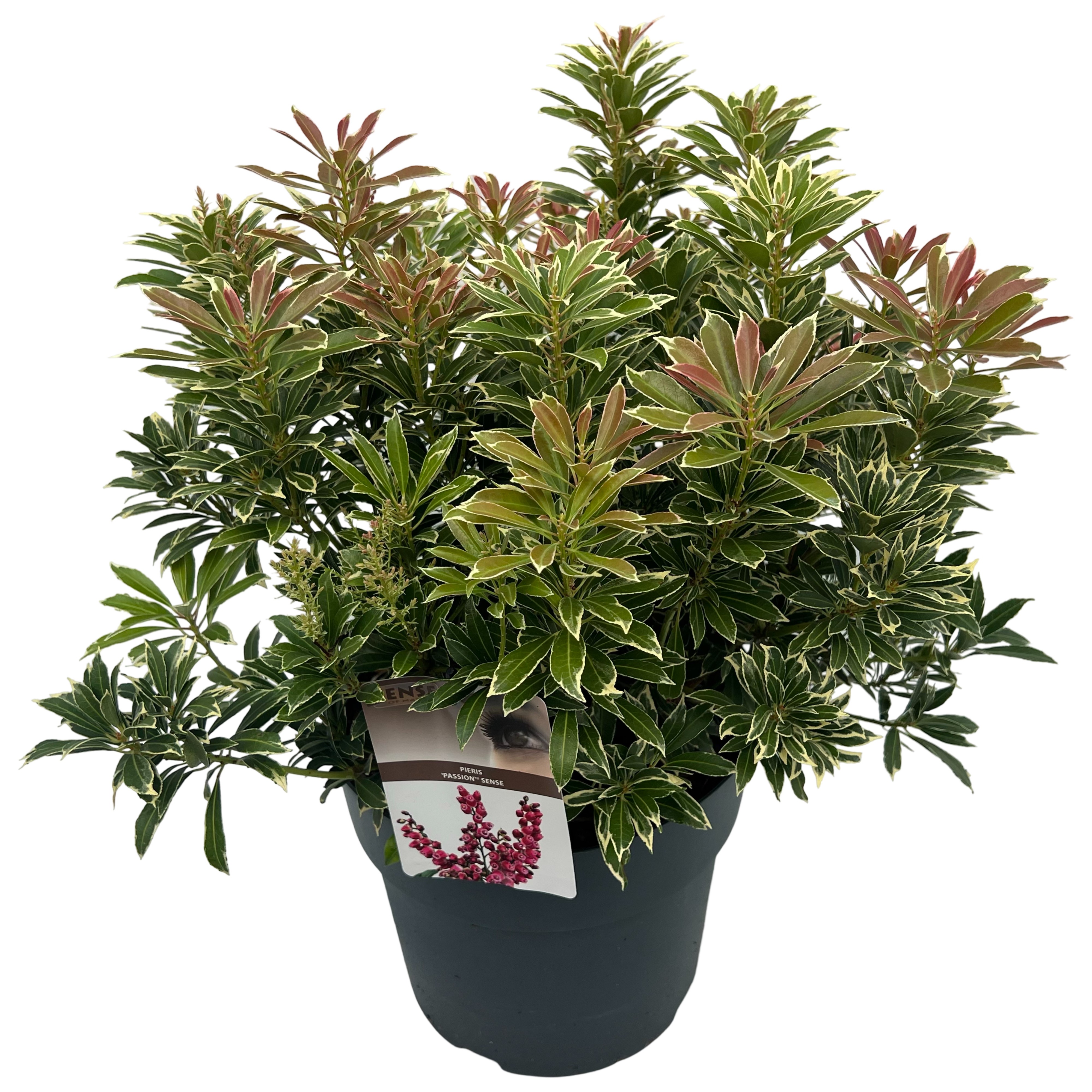 Picture of Pieris 'Polar Passion' ® sense