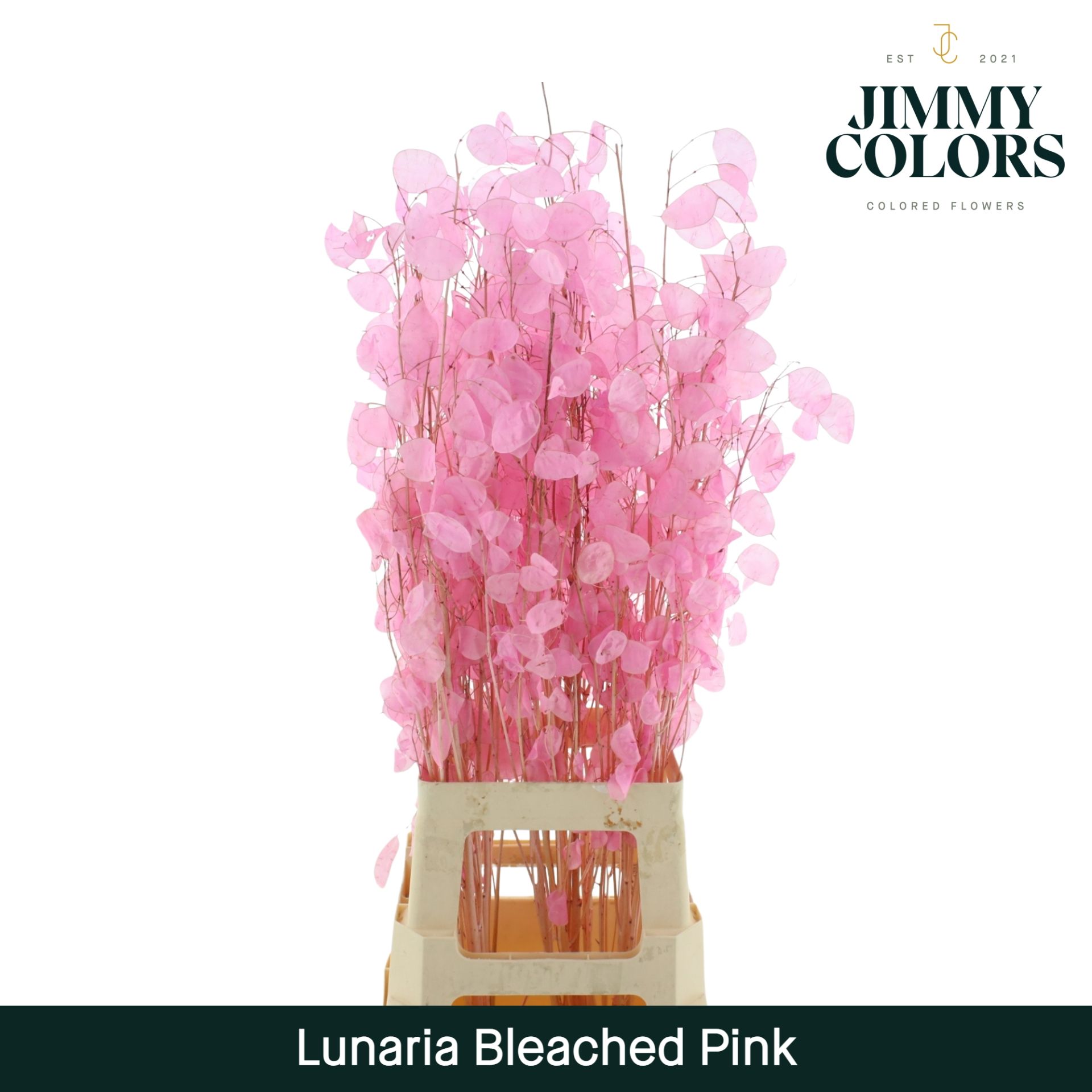 Lunaria Gebleekt Pink