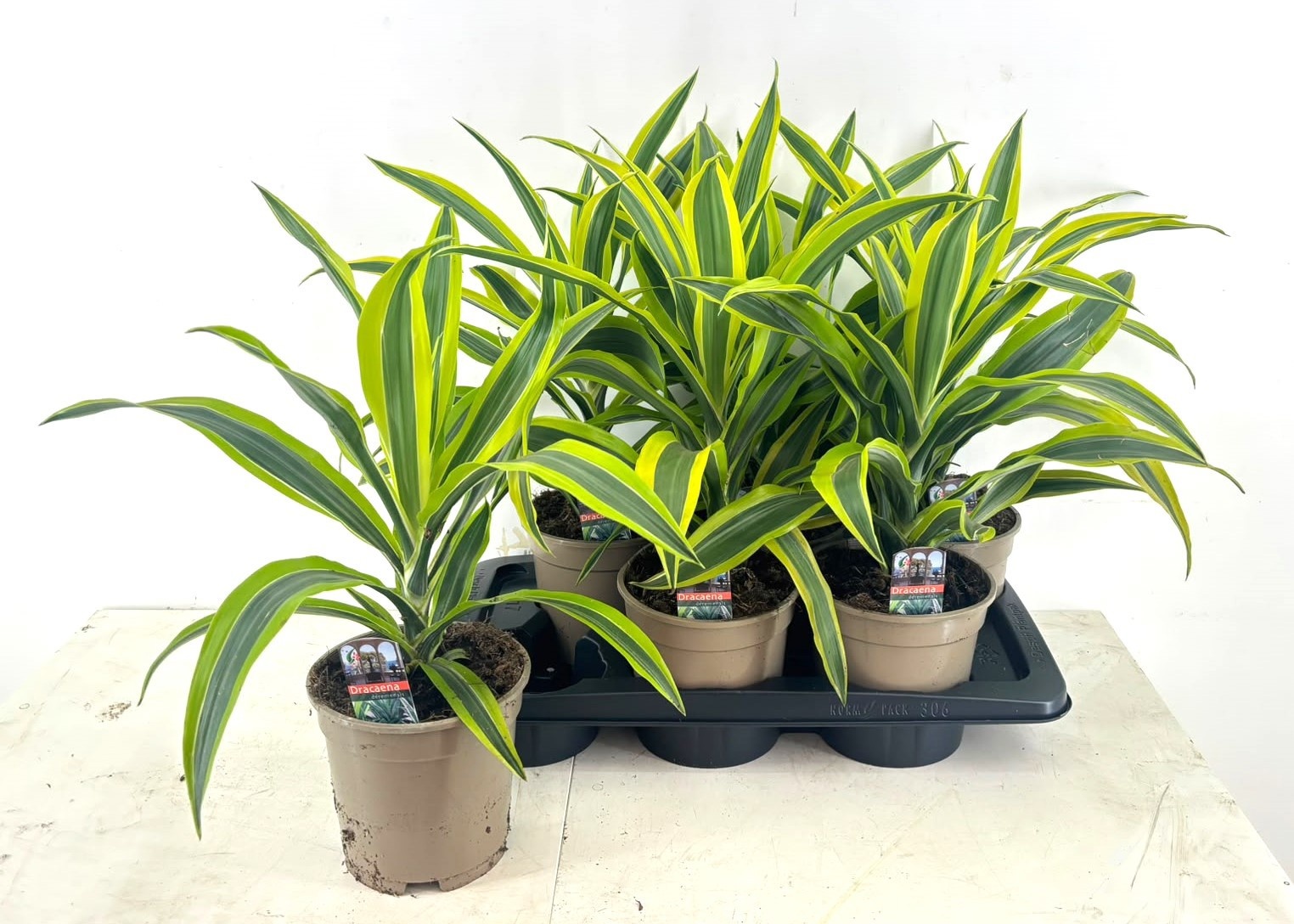 Dra De Lemon Lime 17Ø 45cm