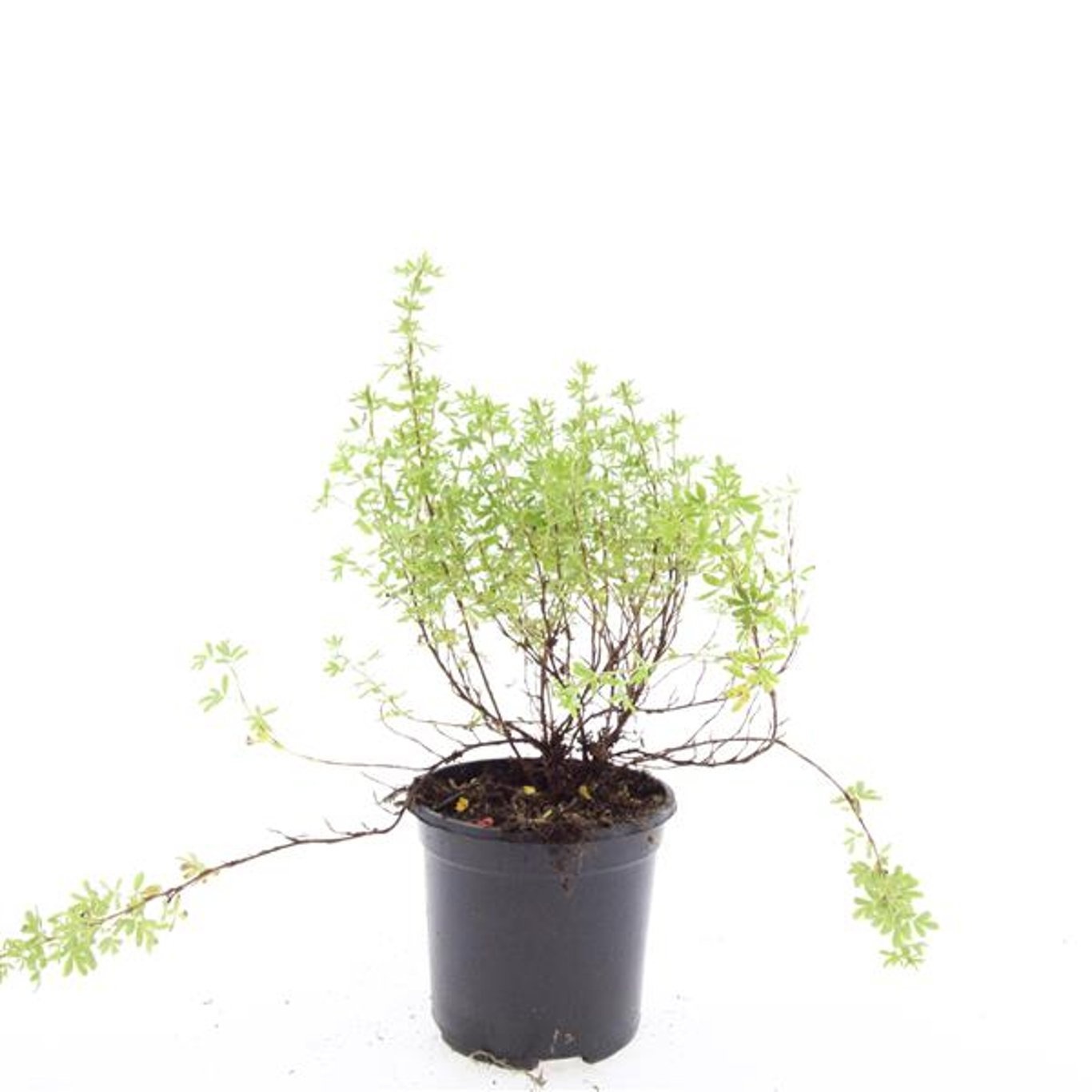 Potentilla f. 'Blink'