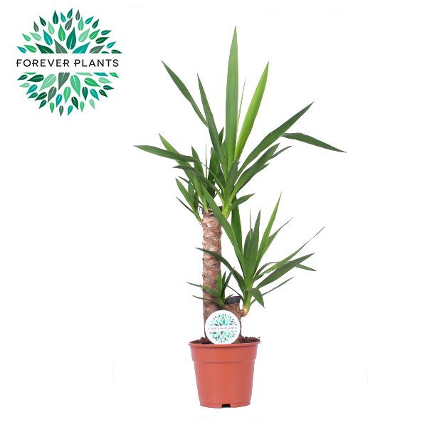 Yucca , 45+20 (1+ KOP)