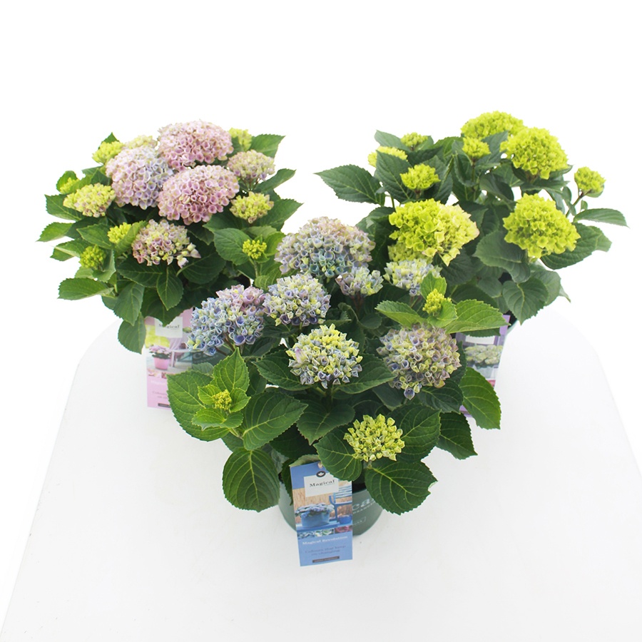 Picture of Hydrangea macr. Magical® MIX C5 (23cm.) Kn.