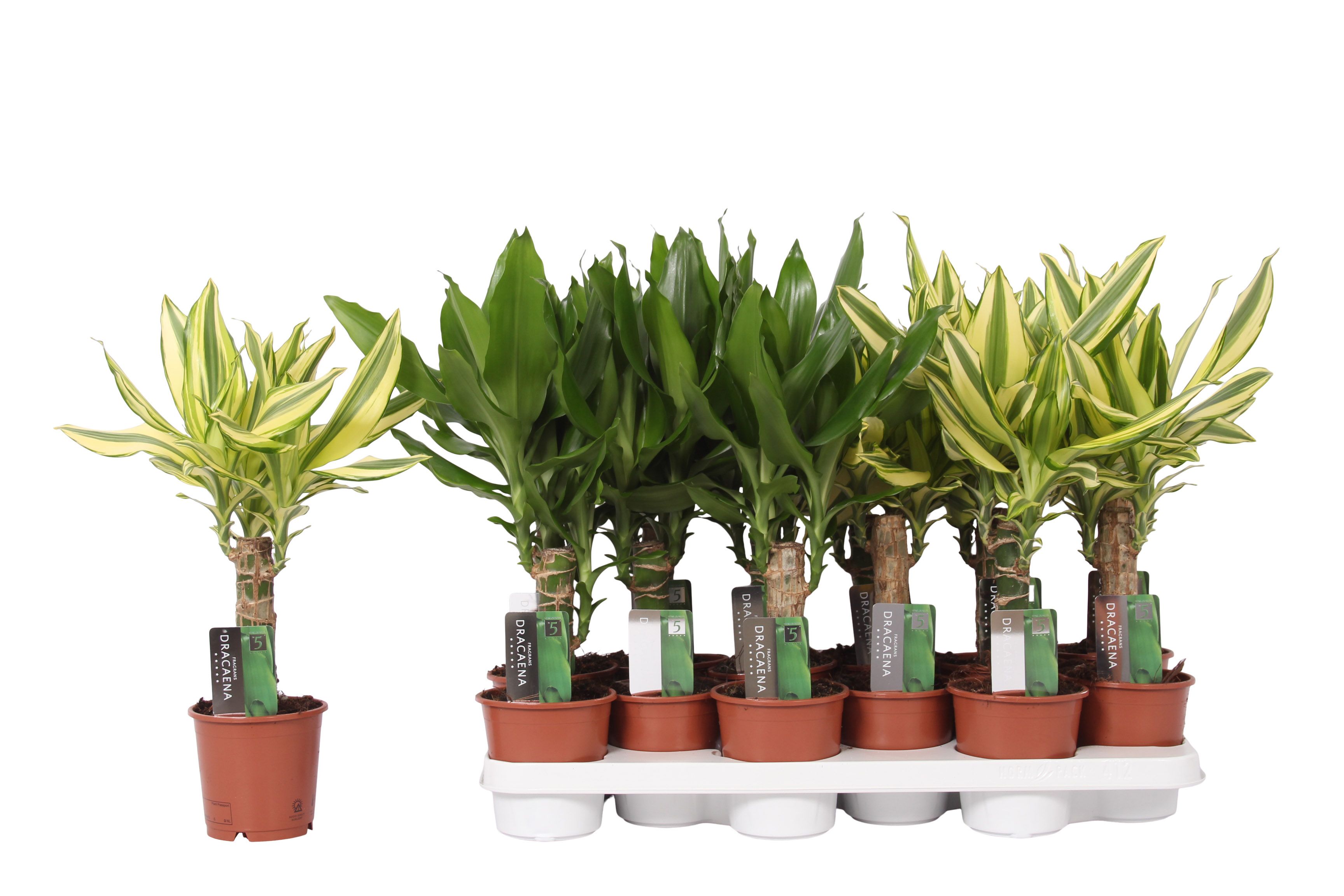 Dracaena 2 color mix, pot