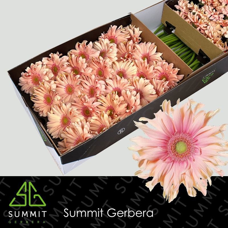 Gerbera Pasta Rosata 45cm 10Ø