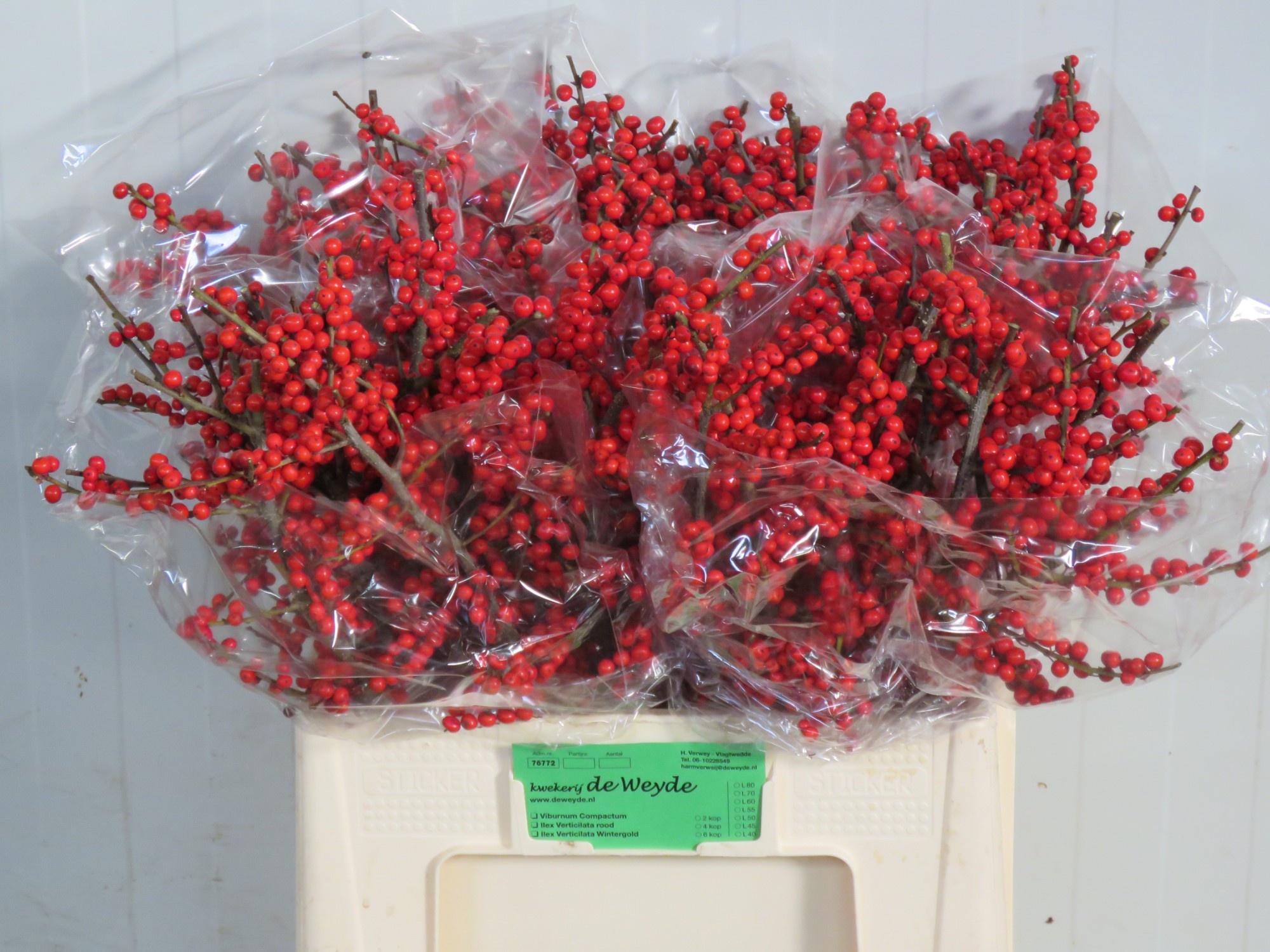 Ilex Verticlilata 60cm