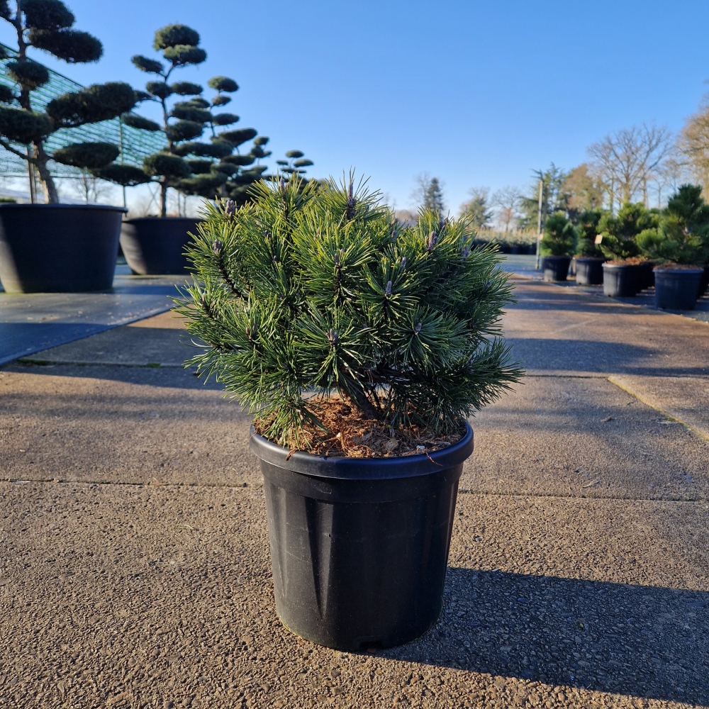 Picture of Pinus mugo Mops C8 25/30