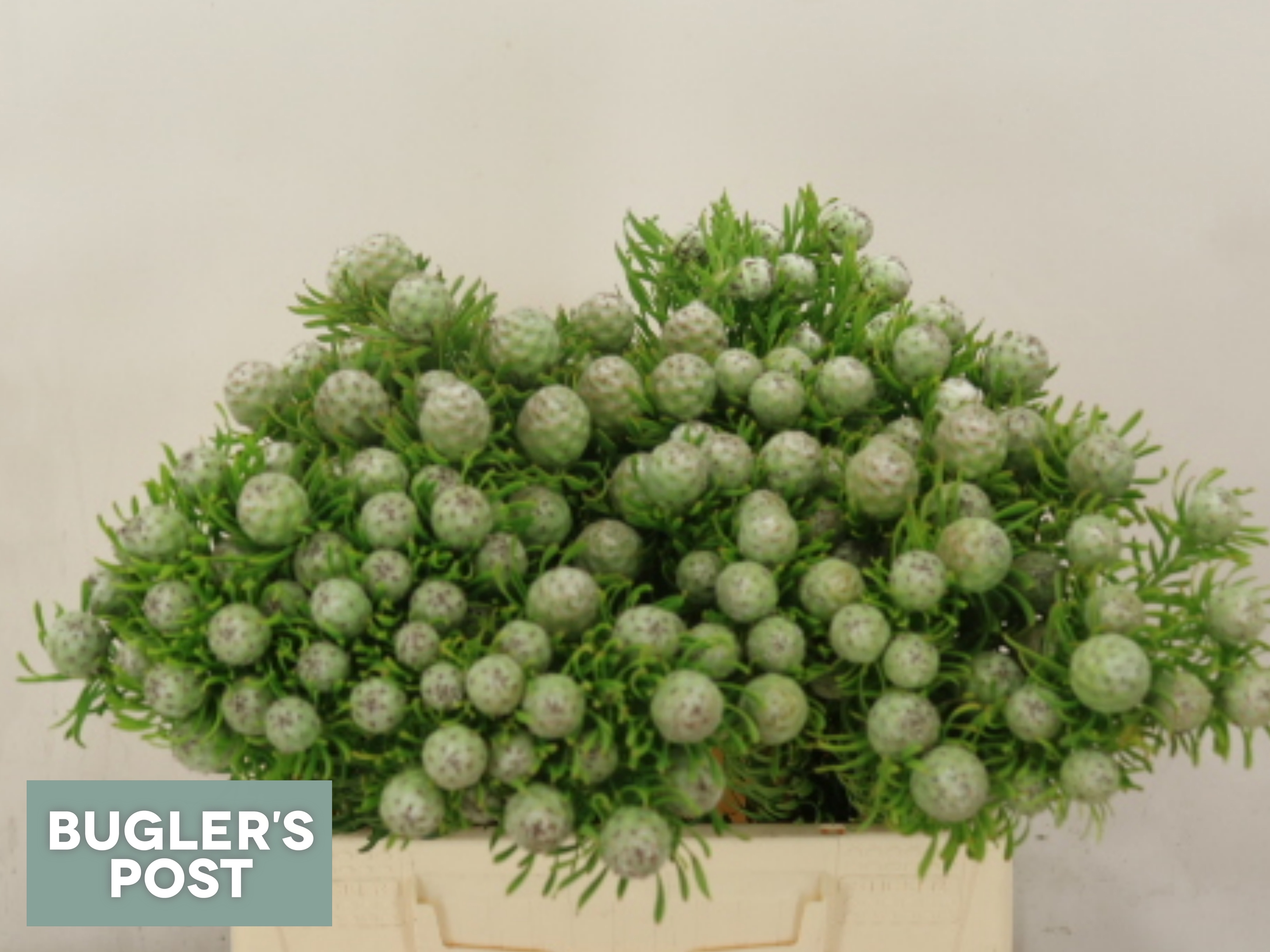 Leucadendron L Jad Pe Vert 40cm